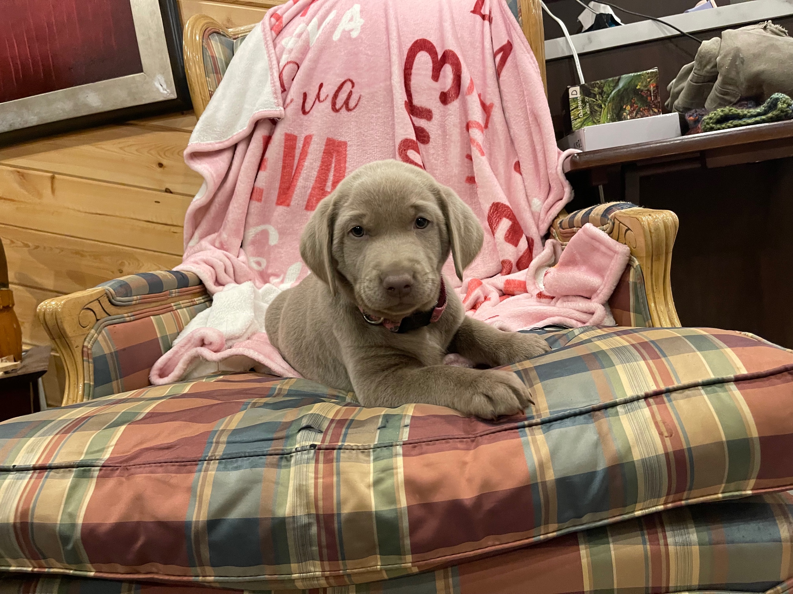 🐾 Purebred Silver Lab Puppies – Rare Colour! - 11 - 1764256017093_IMG_5591