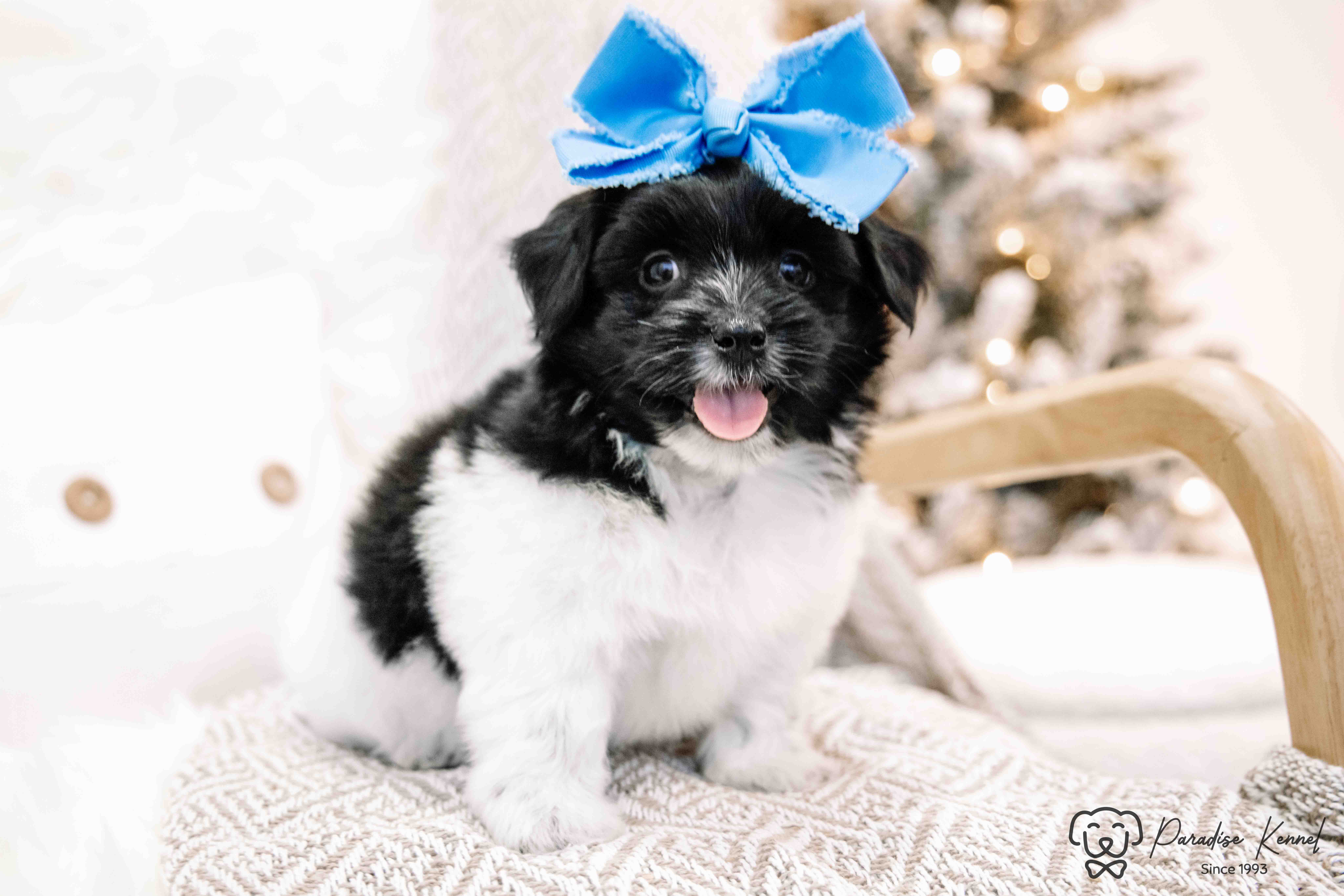 Havanese Puppies  - 8 - 1764256460471_maltipoo breeder -13