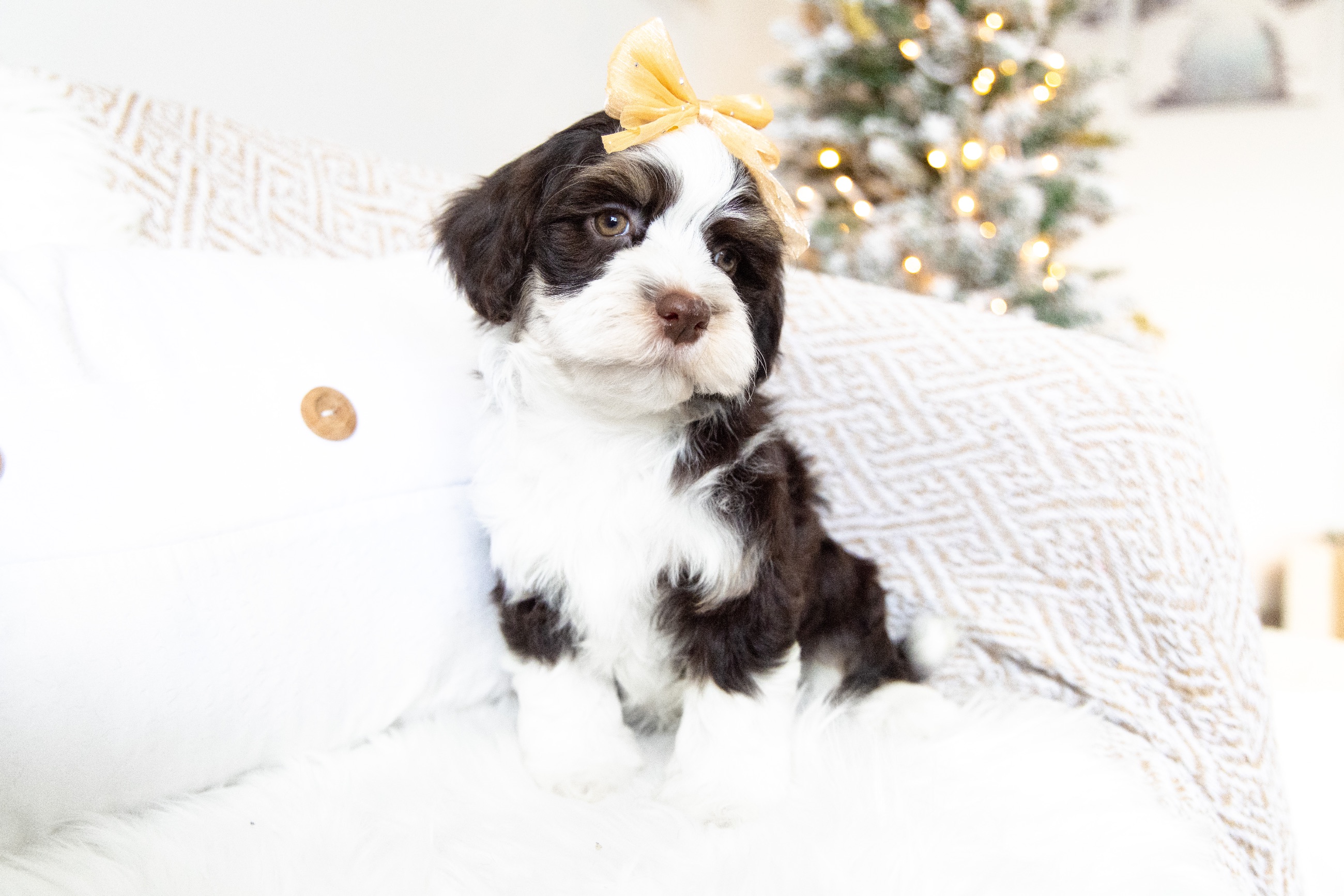 Havanese Puppies  - 3 - 1764256484349_HavaneseBreeder