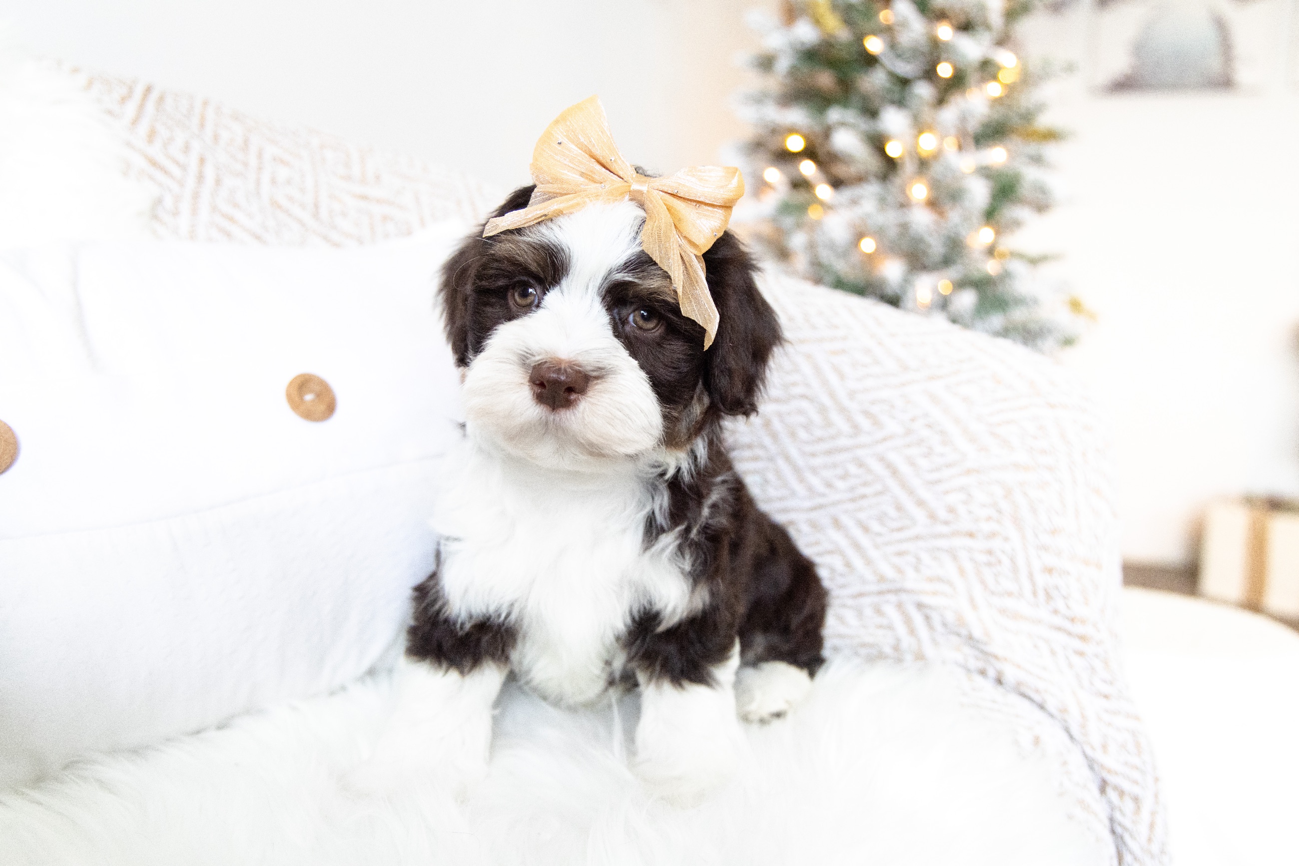 Havanese Puppies  - 4 - 1764256500965_HavaneseBreeder