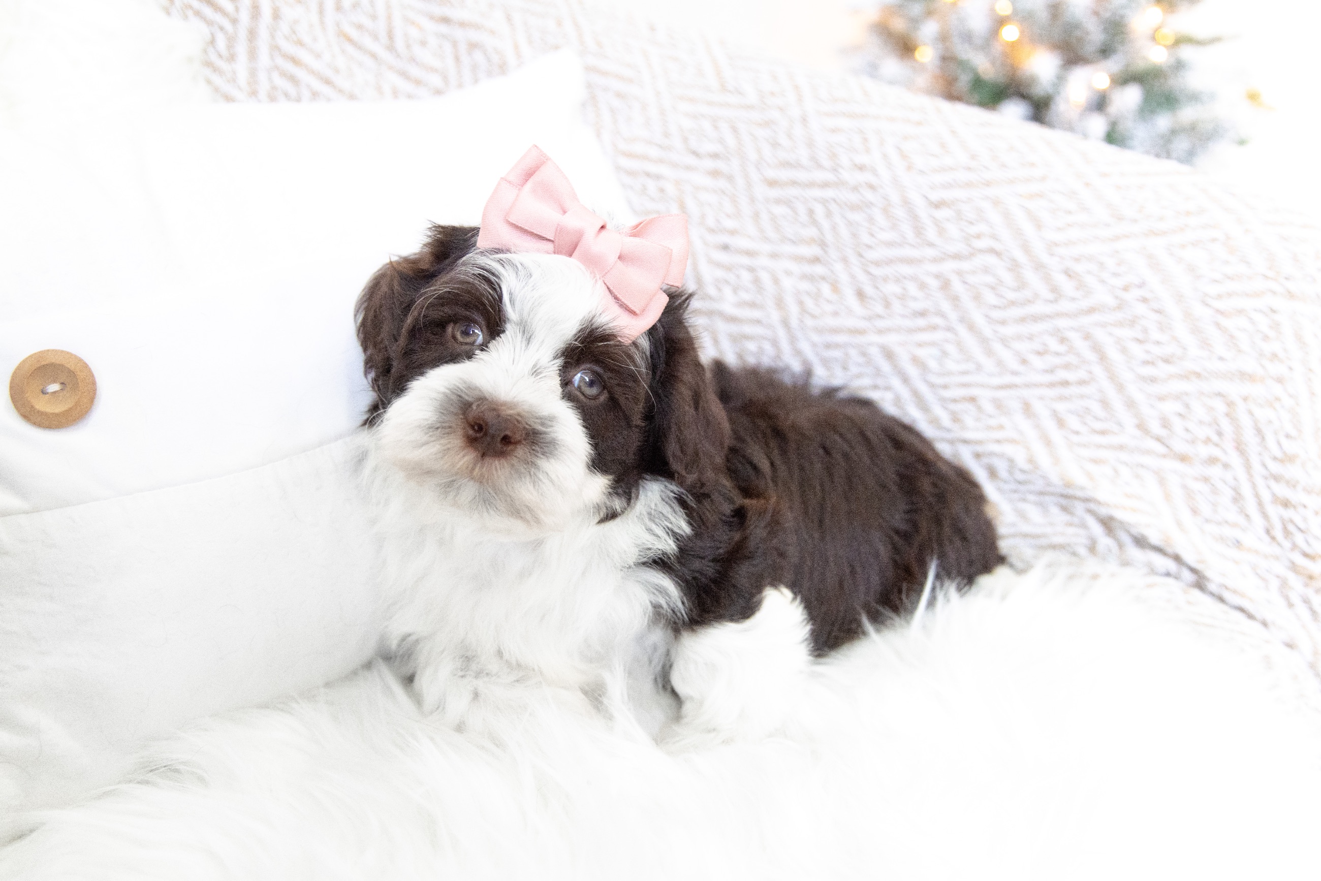 Havanese Puppies  - 5 - 1764256528904_HavaneseBreeder