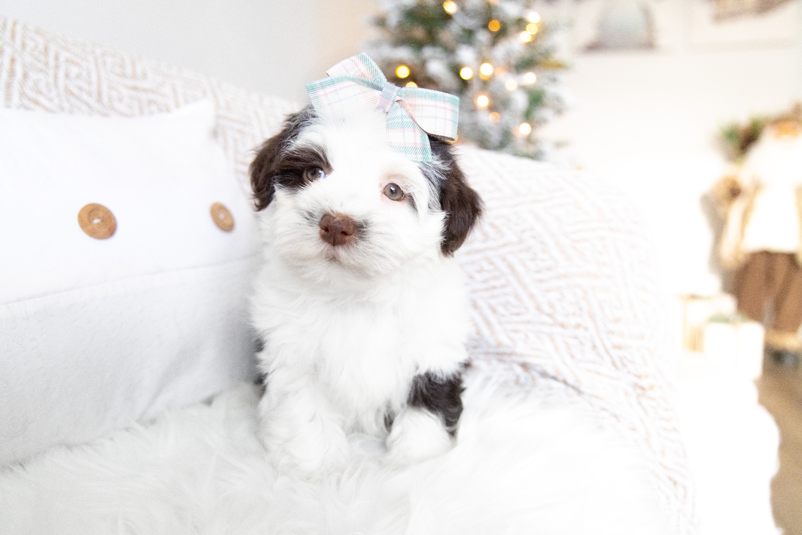 Havanese Puppies  - 7 - 1764256538293_HavaneseBreeder