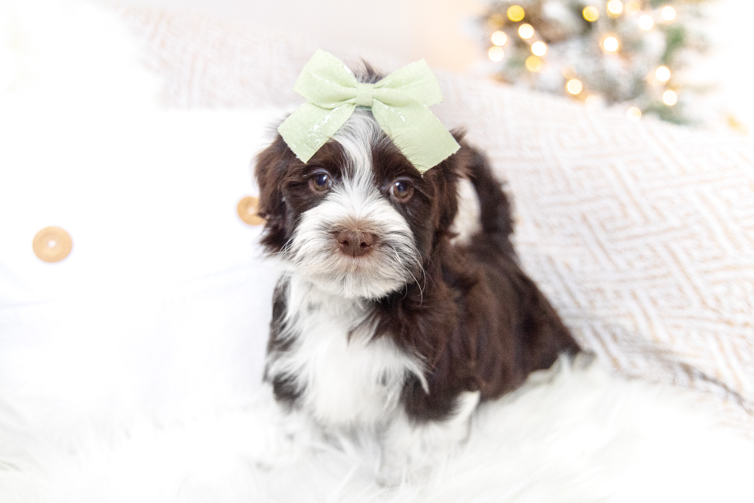 Havanese Puppies  - 6 - 1764256553674_HavaneseBreeder