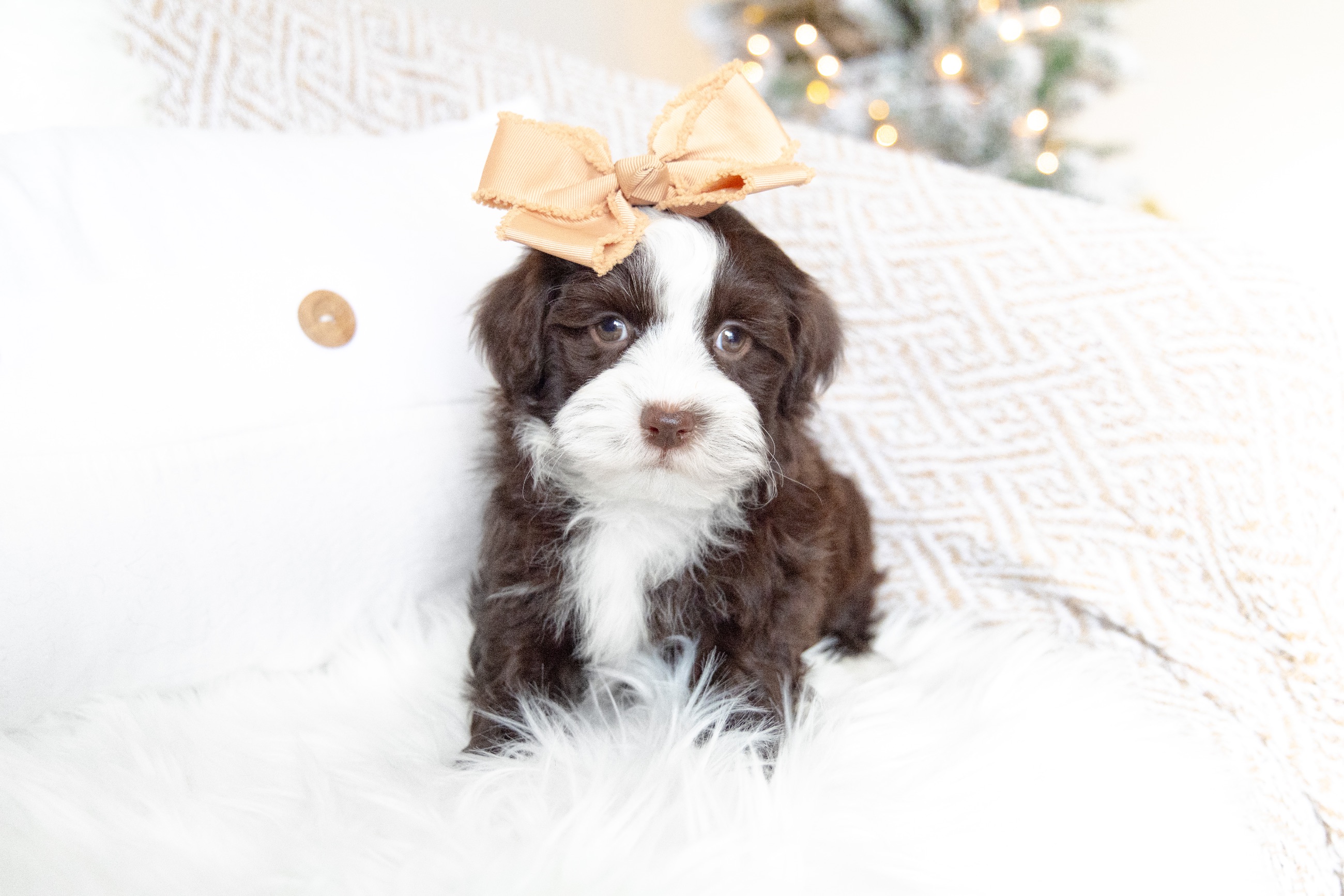 Havanese Puppies  - 2 - 1764256566397_HavaneseBreeder