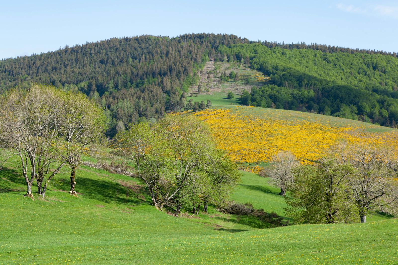Photo of ISO ACREAGE LISTINGS FOOTHILLS, ROCKYVIEW, WHEATLAND,  COUNTY