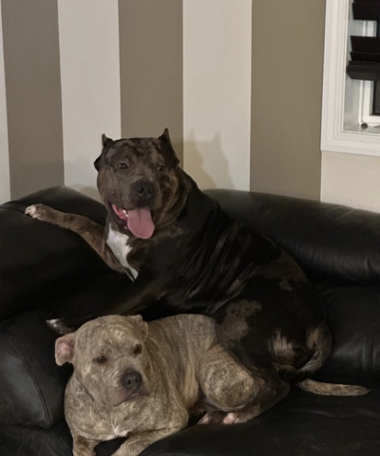 Photo of American Bully Puppies!