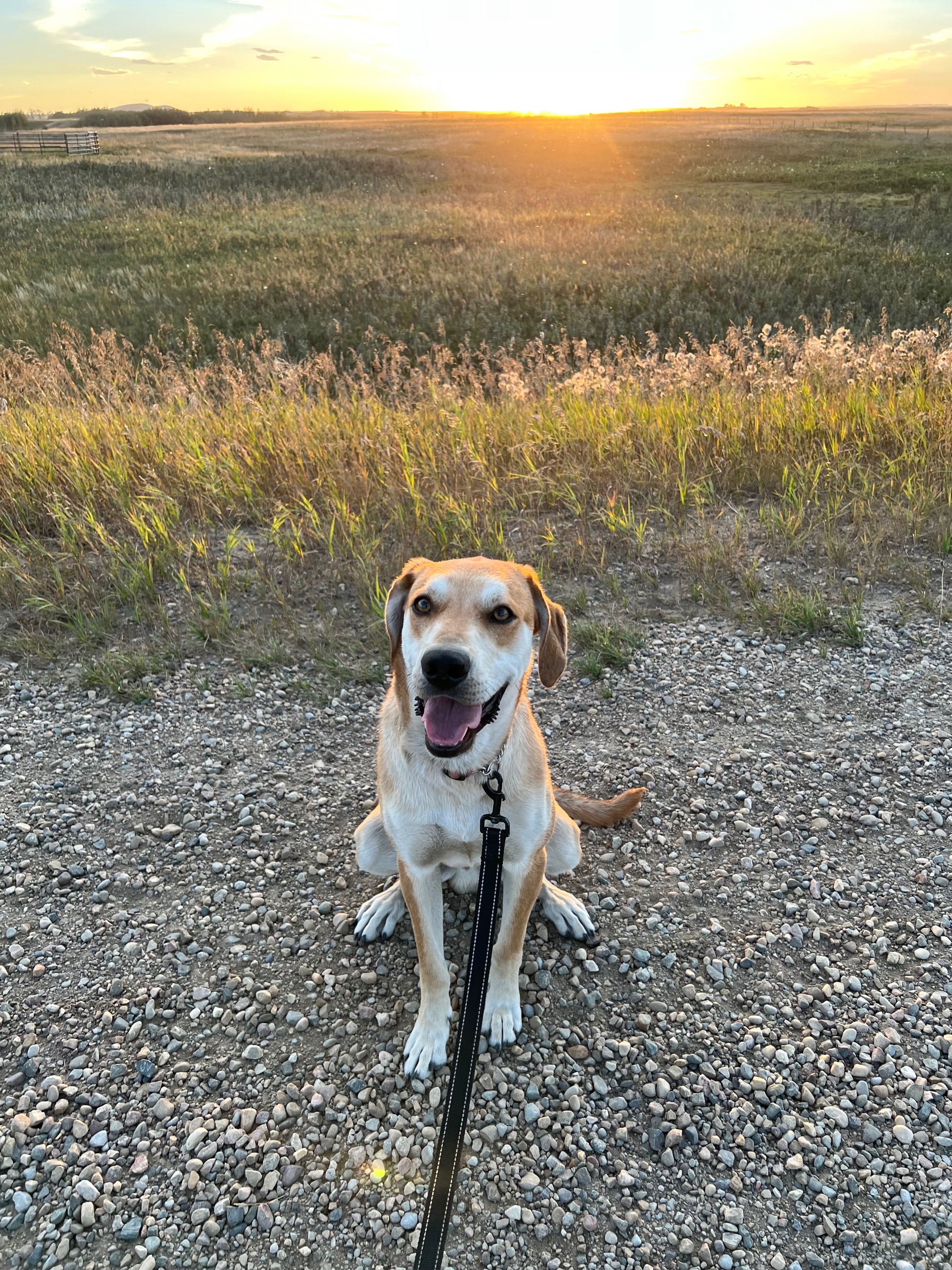 Photo of Wilson The Doggo