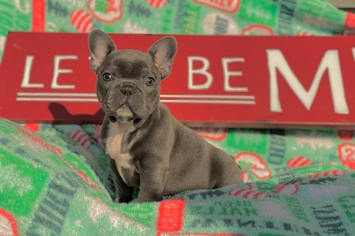 Blue French Bulldog Puppies now Ready To Leave. - 2 - 1764362283721_1
