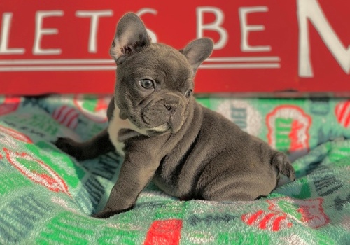 Blue French Bulldog Puppies now Ready To Leave. - 3 - 1764362298755_2