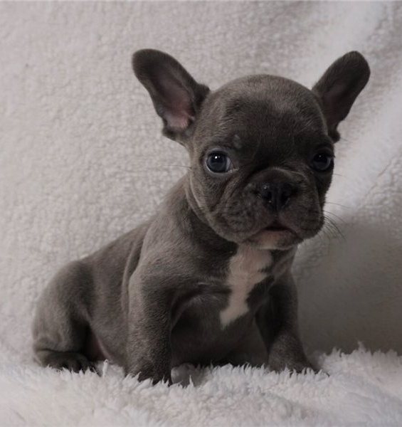 Blue French Bulldog Puppies now Ready To Leave. - 4 - 1764362310298_ap1