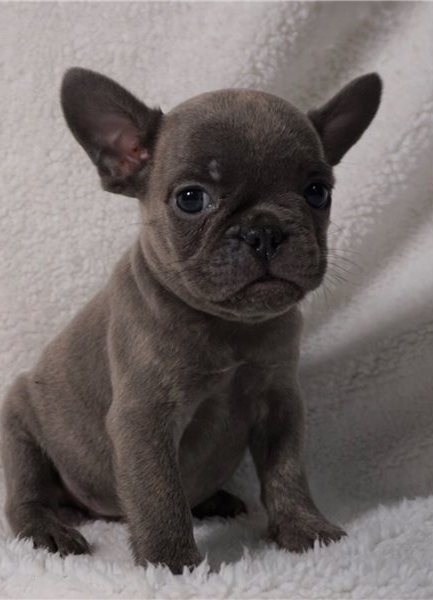 Blue French Bulldog Puppies now Ready To Leave. - 5 - 1764362320367_ap2