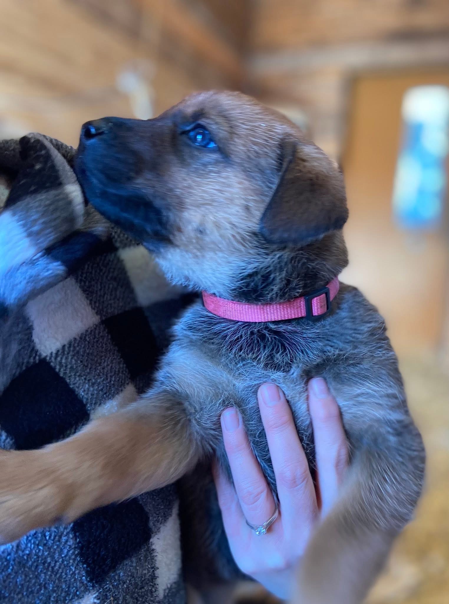 Photo of Large breed puppies 