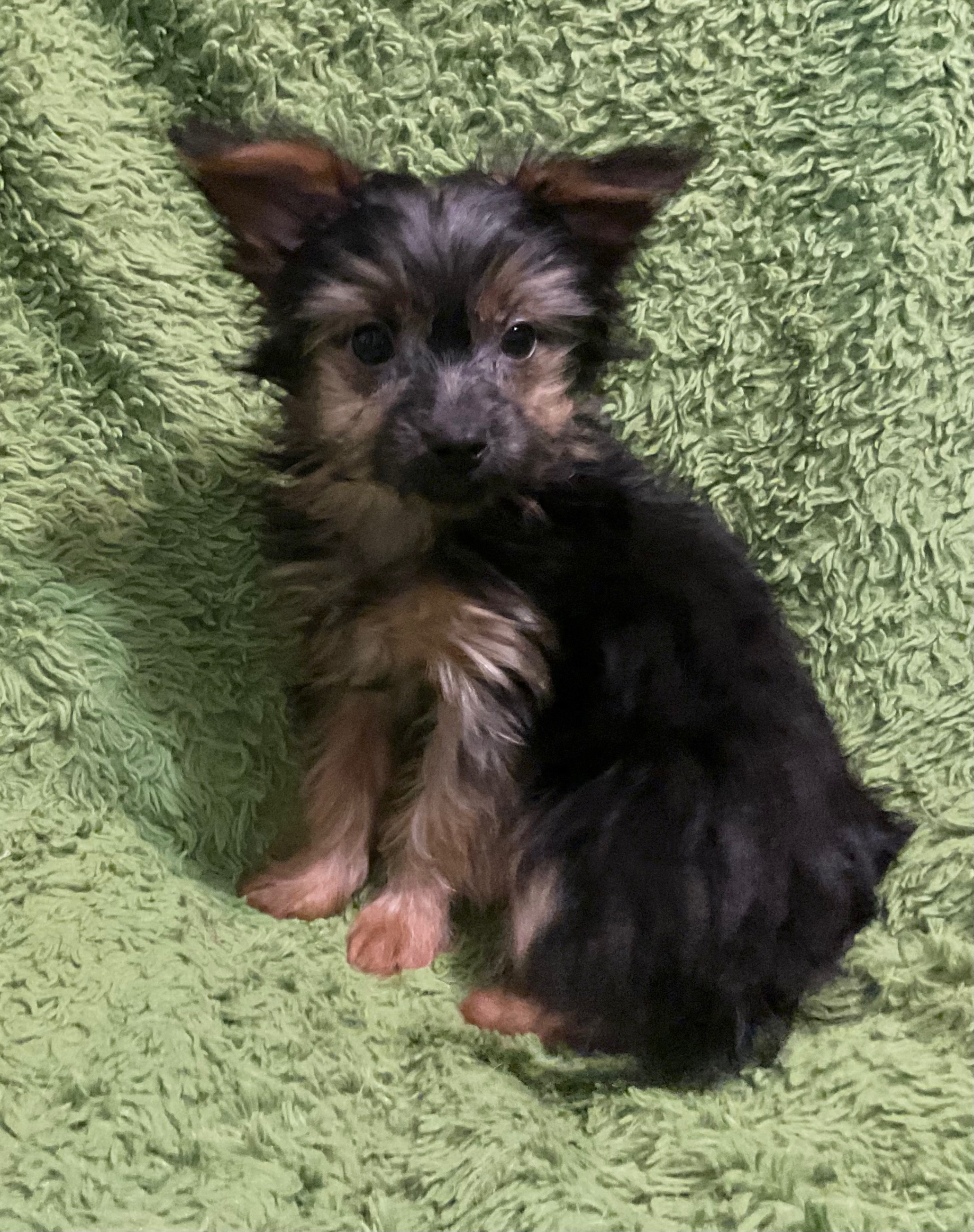 3 YORKIES LOOKING 4 LIFETIME HOMES! - 2 - 1764478074972_IMG_0974