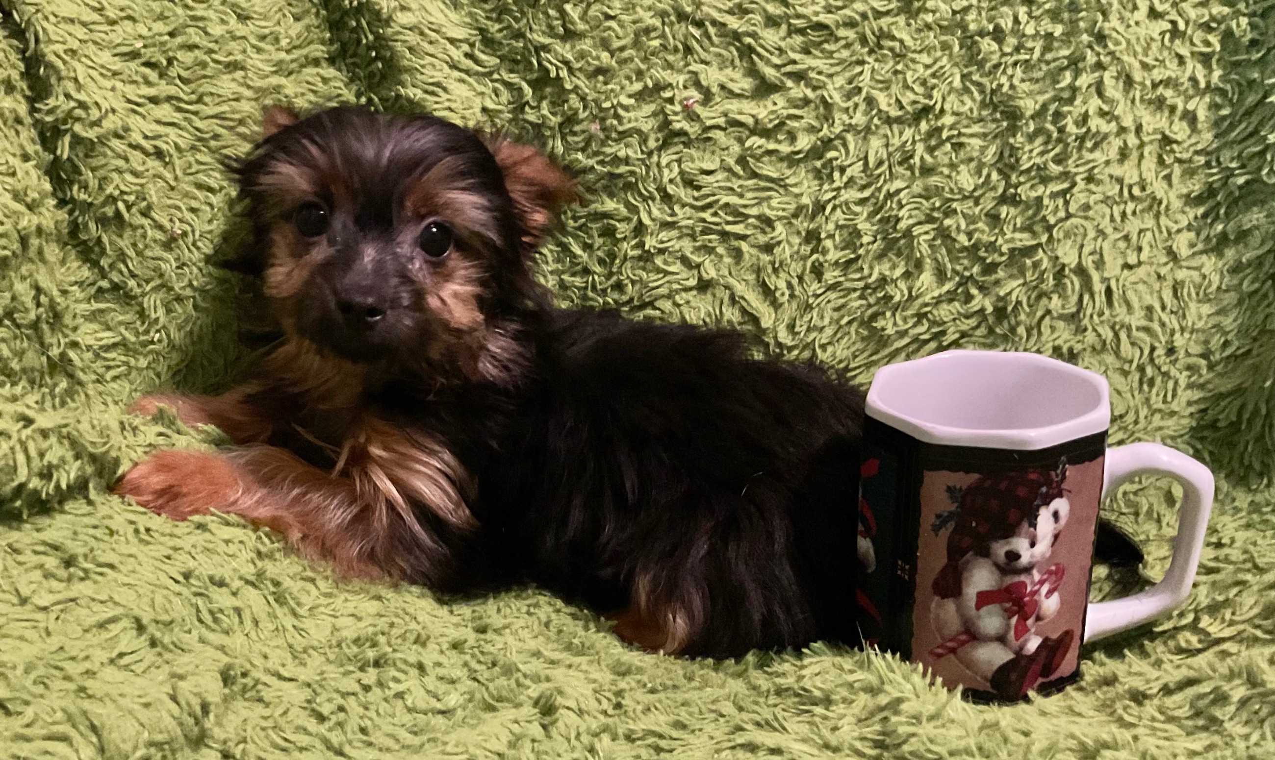 3 YORKIES LOOKING 4 LIFETIME HOMES! - 6 - 1764478420820_IMG_0970