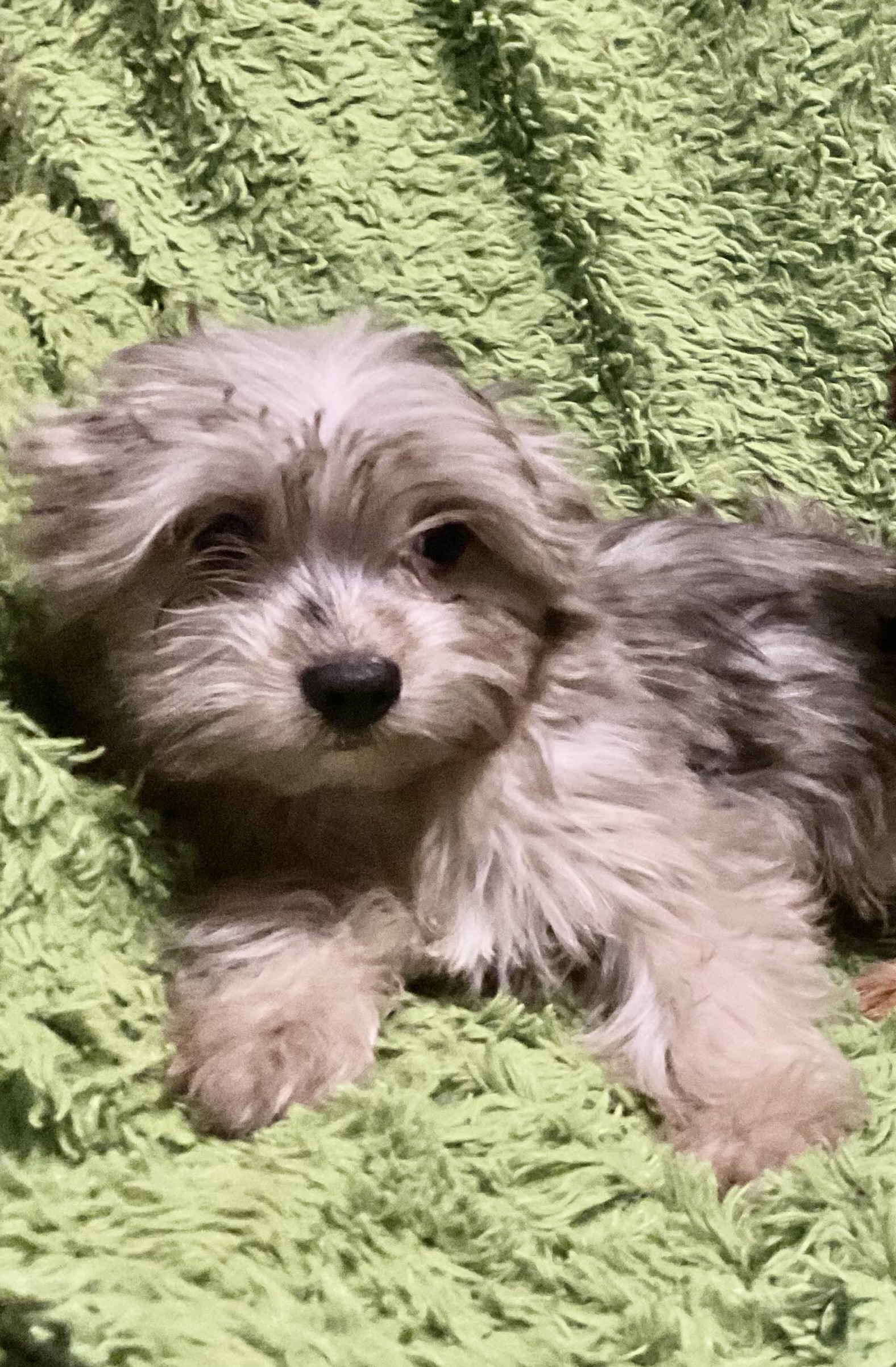 3 YORKIES LOOKING 4 LIFETIME HOMES! - 5 - 1764478421134_IMG_0998