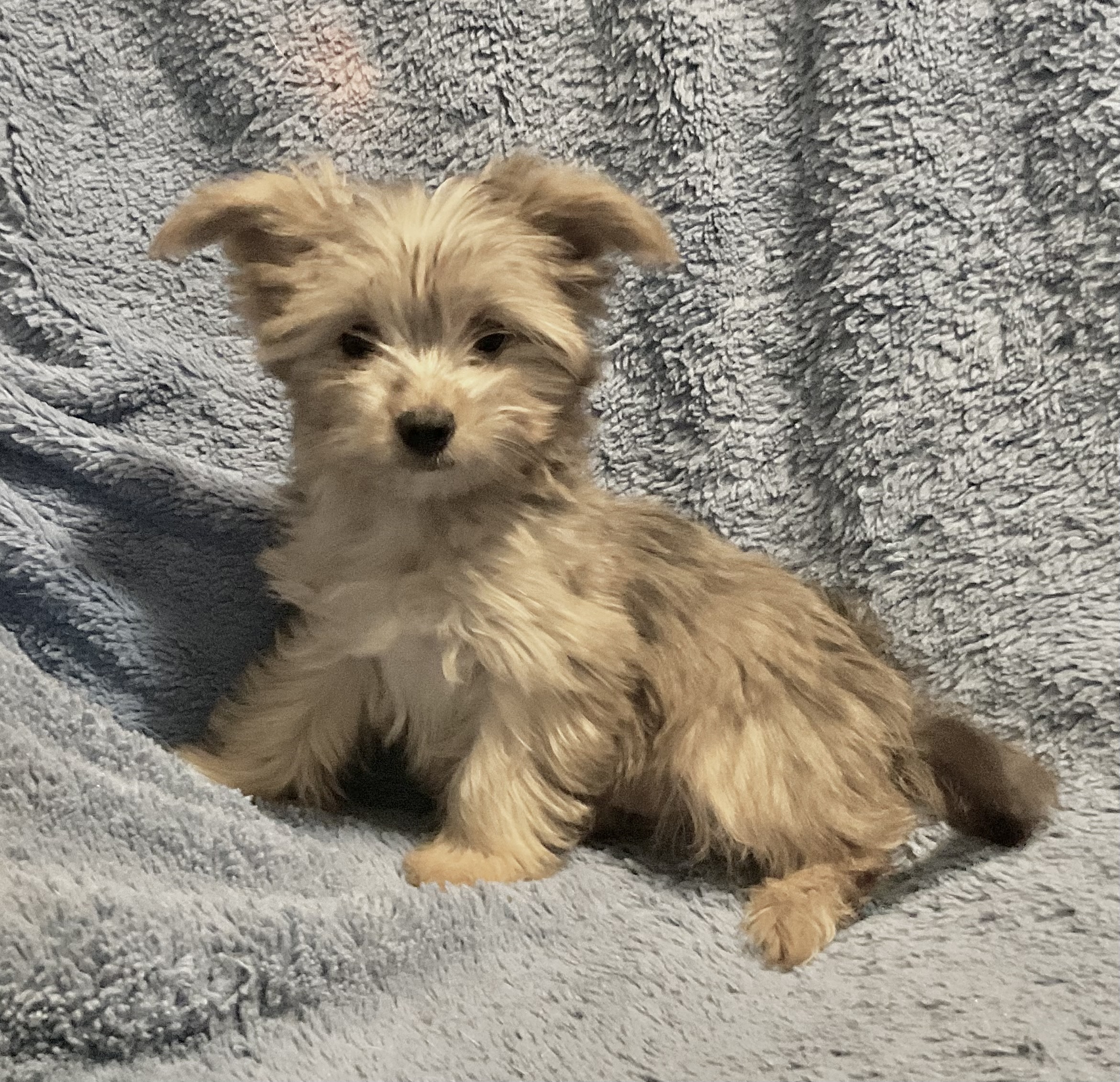 3 YORKIES LOOKING 4 LIFETIME HOMES! - 8 - 1764478421286_IMG_0847