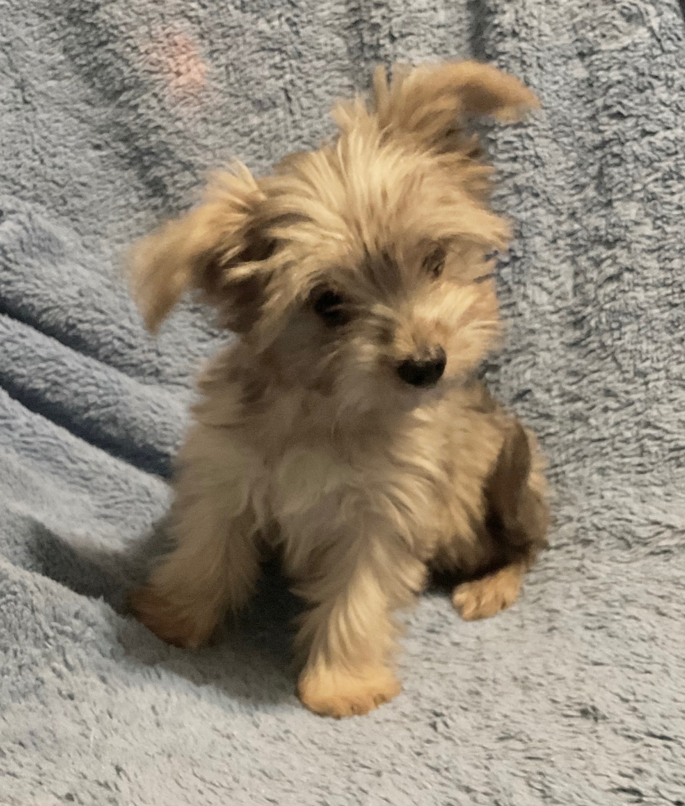 3 YORKIES LOOKING 4 LIFETIME HOMES! - 10 - 1764478421344_IMG_0844