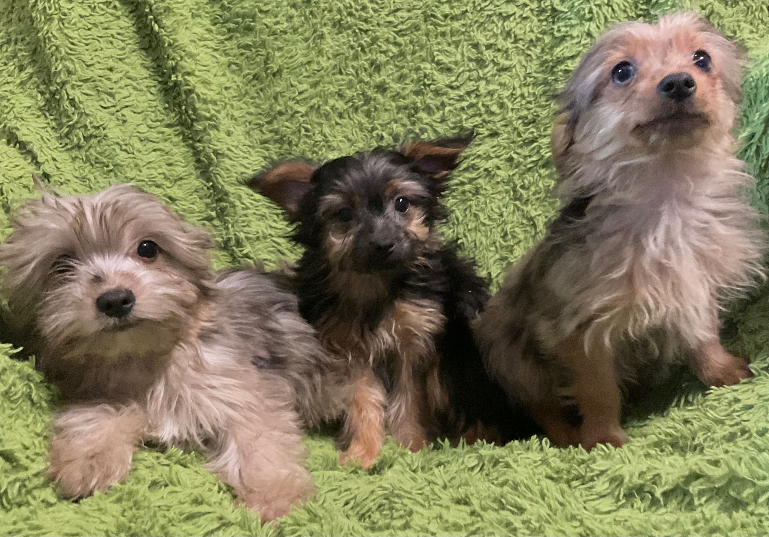3 YORKIES LOOKING 4 LIFETIME HOMES! - 4 - 1764478421395_IMG_1002