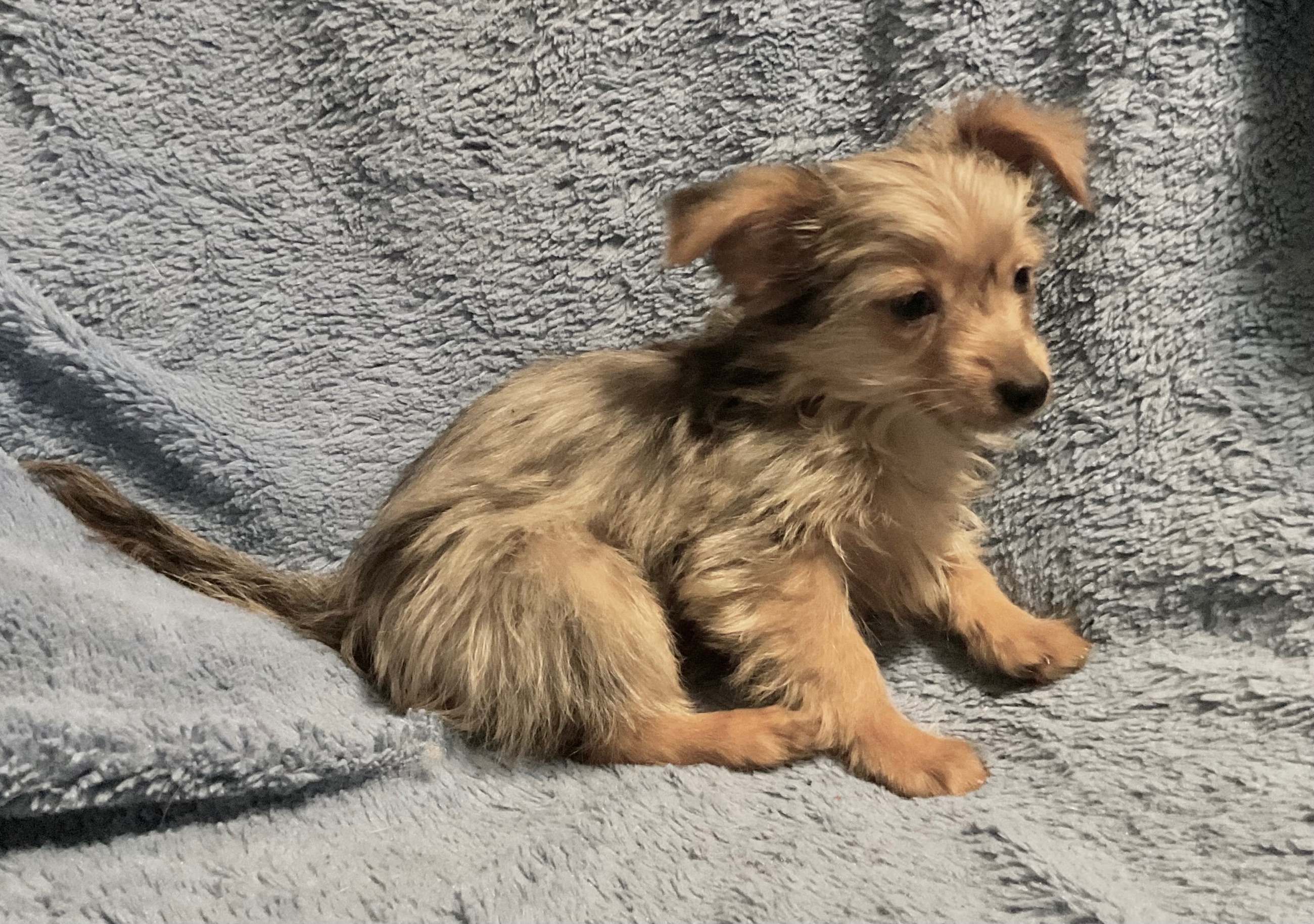 3 YORKIES LOOKING 4 LIFETIME HOMES! - 12 - 1764478421447_IMG_0832