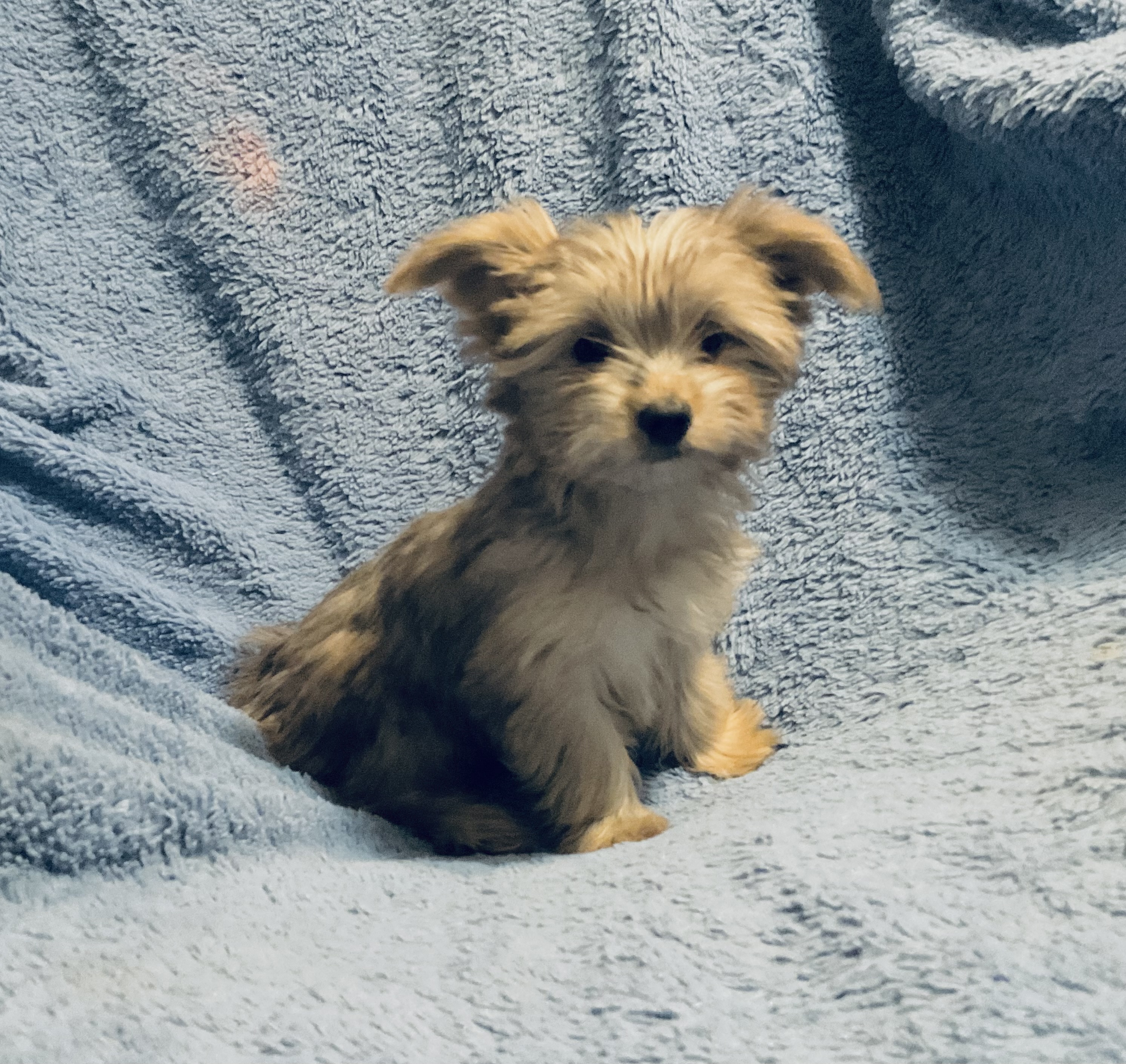 3 YORKIES LOOKING 4 LIFETIME HOMES! - 9 - 1764478421509_IMG_0850