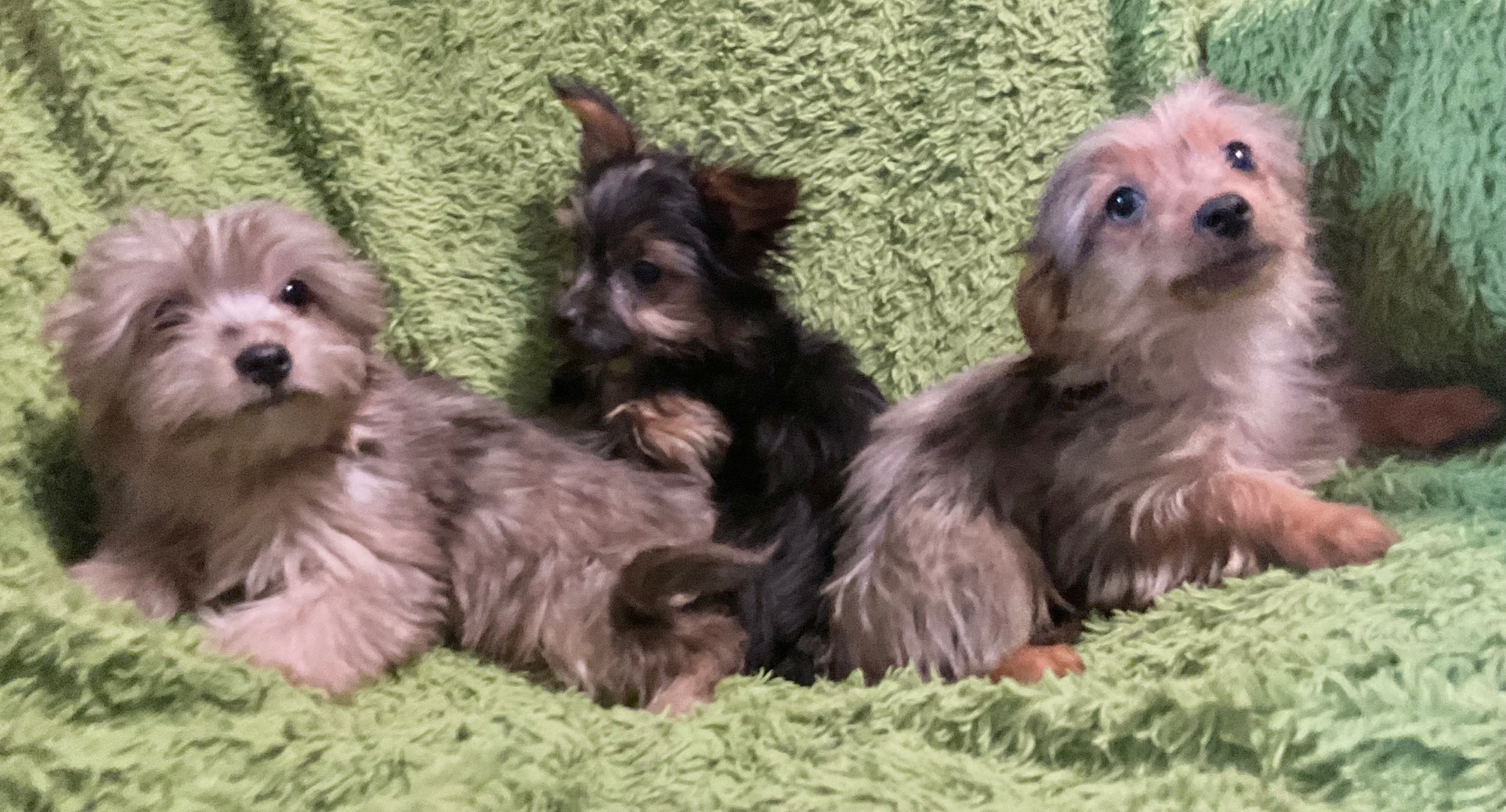 3 YORKIES LOOKING 4 LIFETIME HOMES! - 3 - 1764478421551_IMG_1010