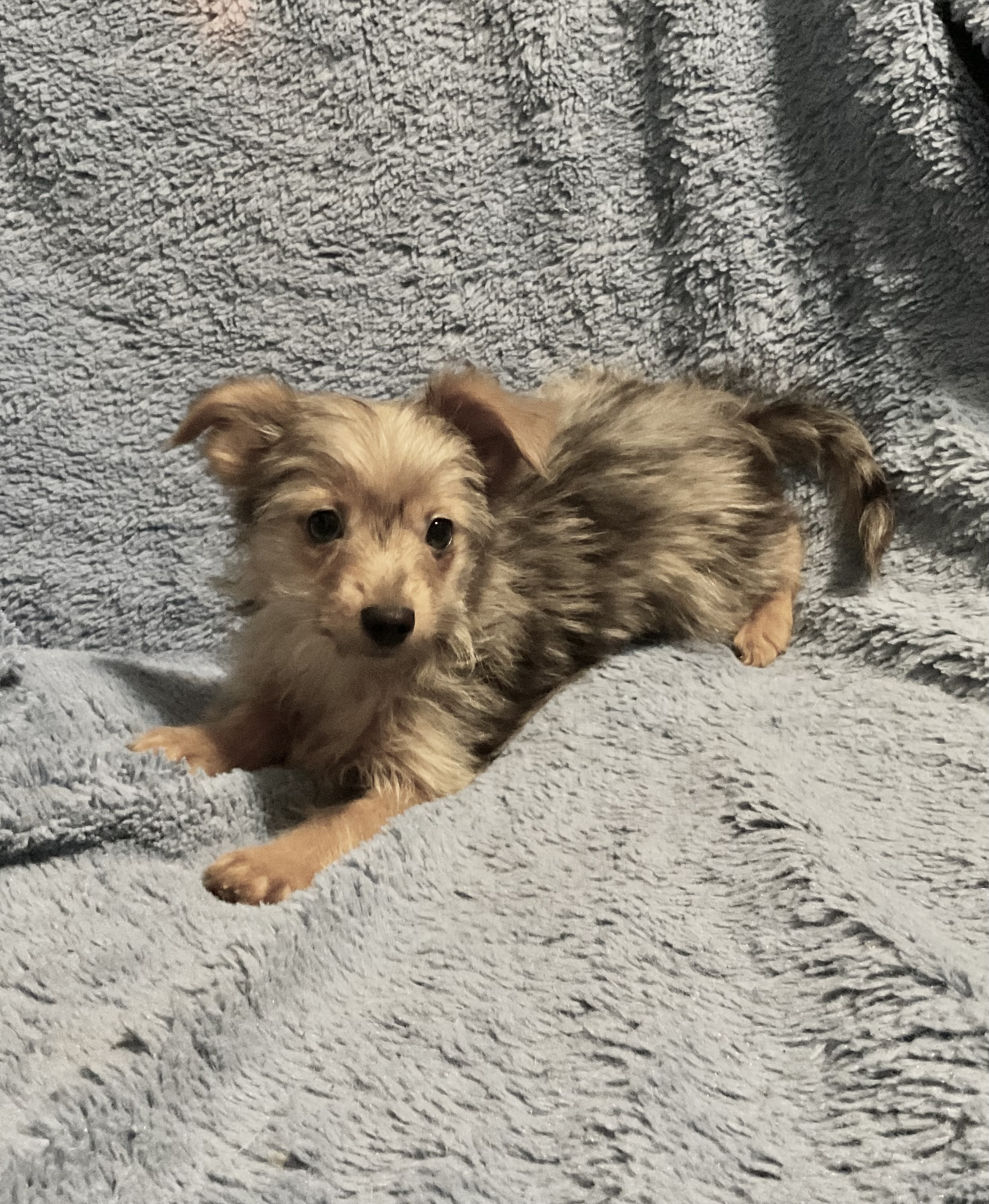 3 YORKIES LOOKING 4 LIFETIME HOMES! - 11 - 1764478421615_IMG_0824