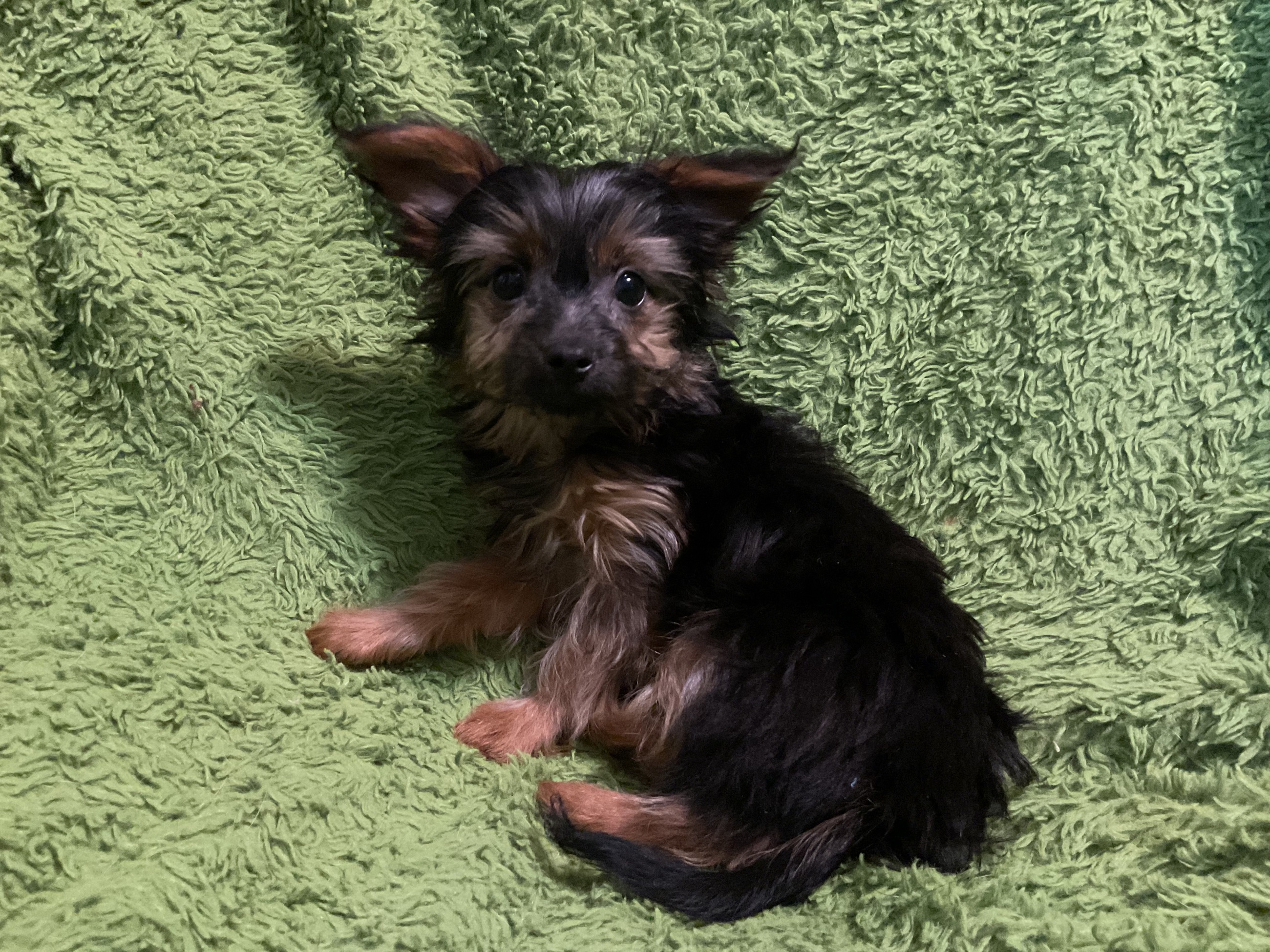 3 YORKIES LOOKING 4 LIFETIME HOMES! - 7 - 1764478421671_IMG_0980