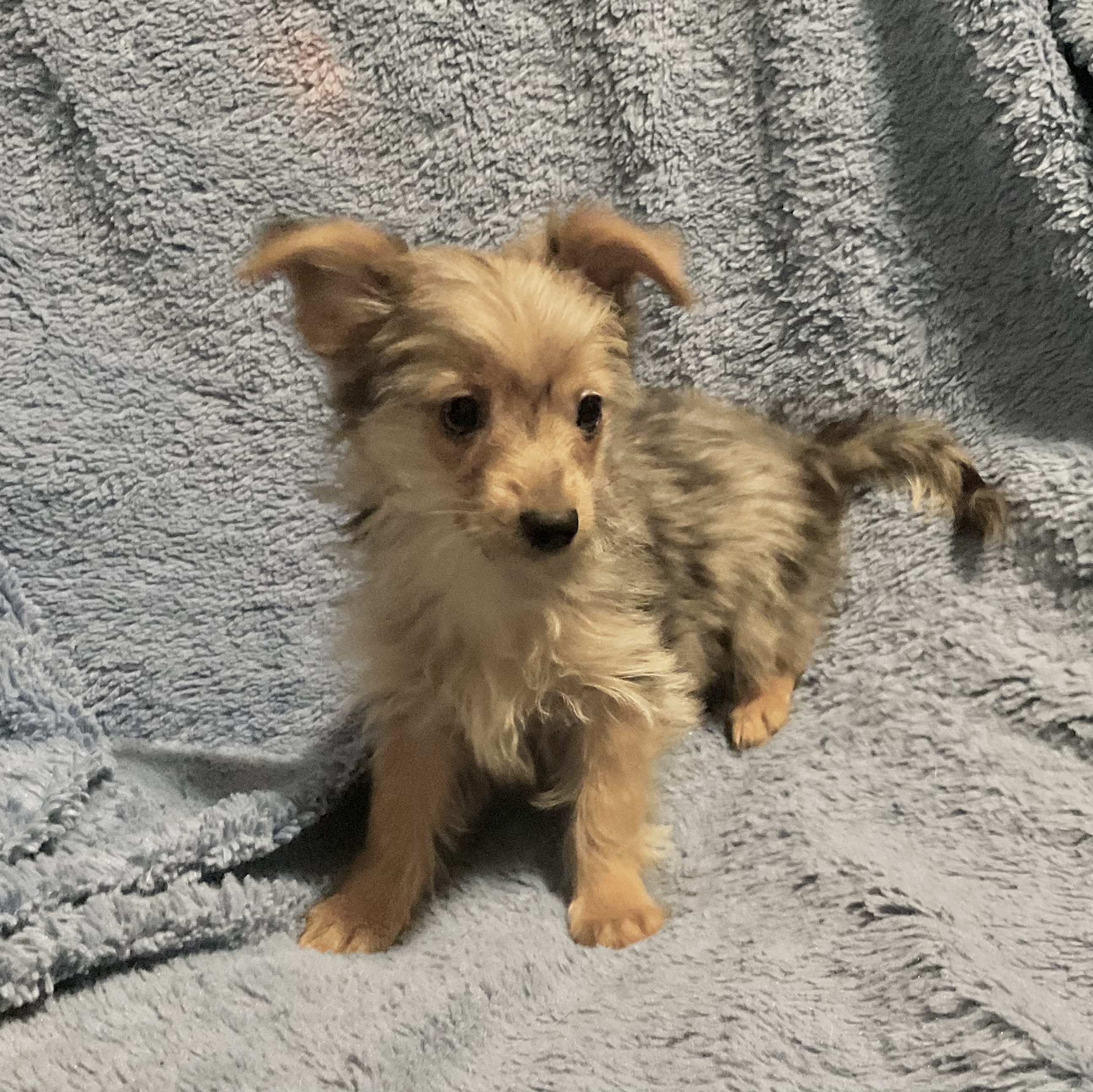 3 YORKIES LOOKING 4 LIFETIME HOMES! - 13 - 1764517016207_IMG_0826