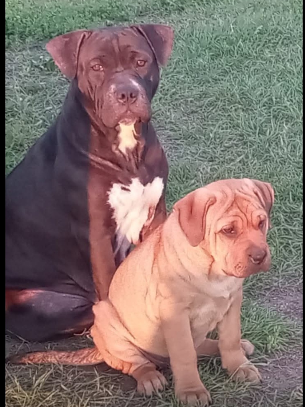 Photo of Bull Mastiff X Cane Corso puppies