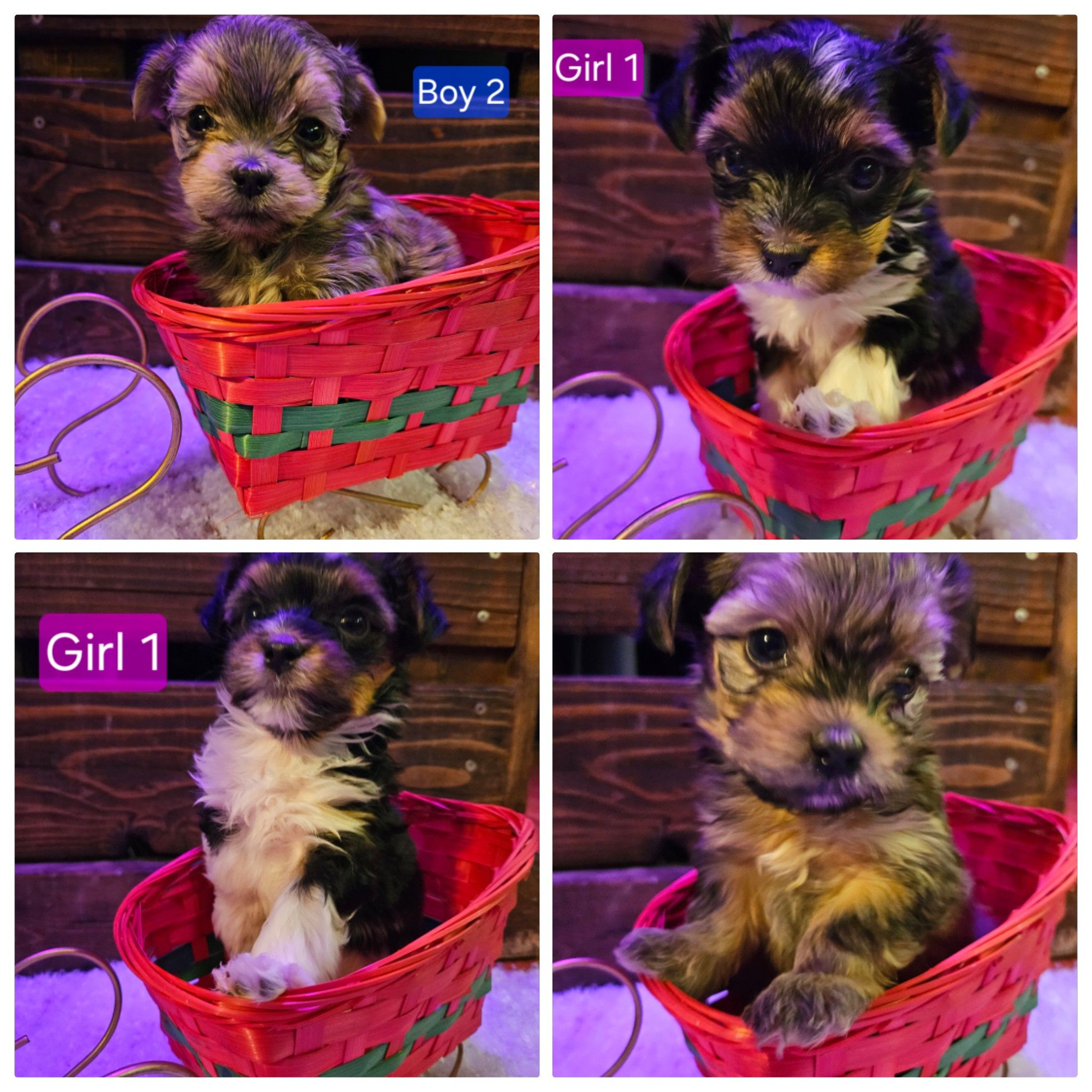 Yorkie X Havanese  - 5 - 1764550962680_1000001795