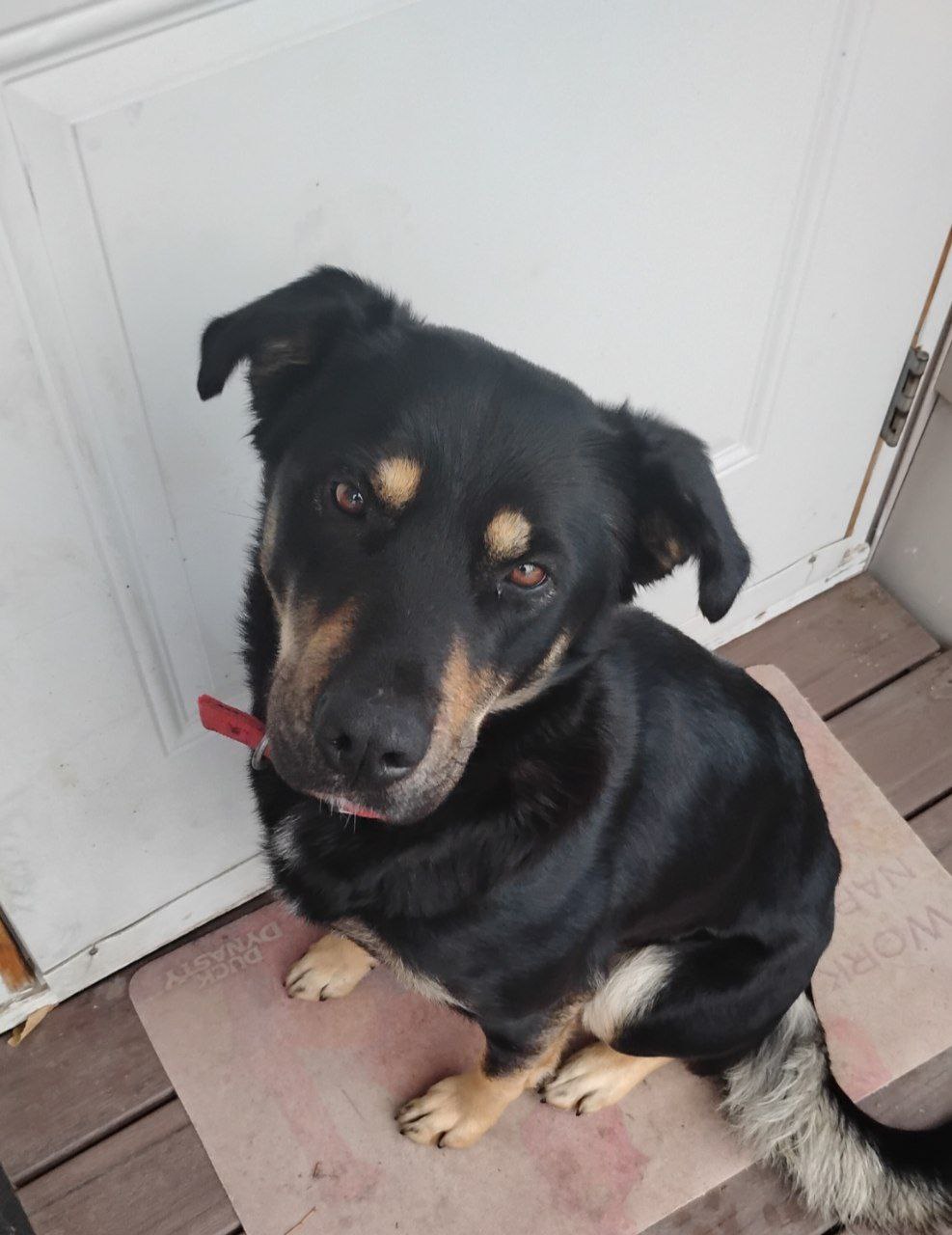 Photo of 2 year old female German Shepherd mix