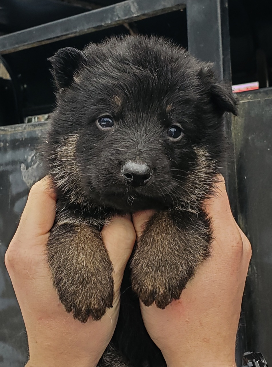German shepherd puppies! - 8 - 1764617655732_Screenshot_20251201-114828_Lightroom