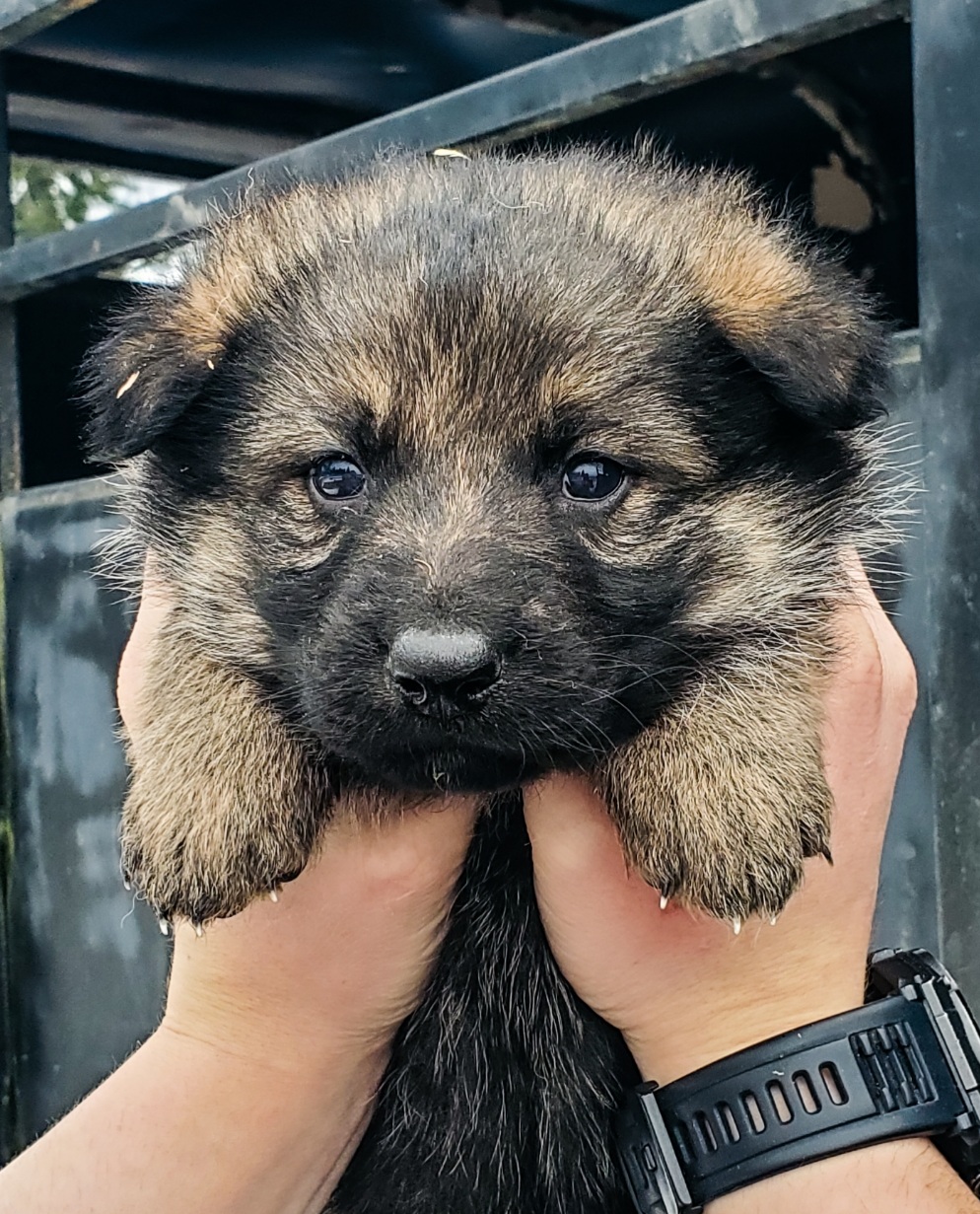 German shepherd puppies! - 9 - 1764617655732_Screenshot_20251201-115016_Lightroom