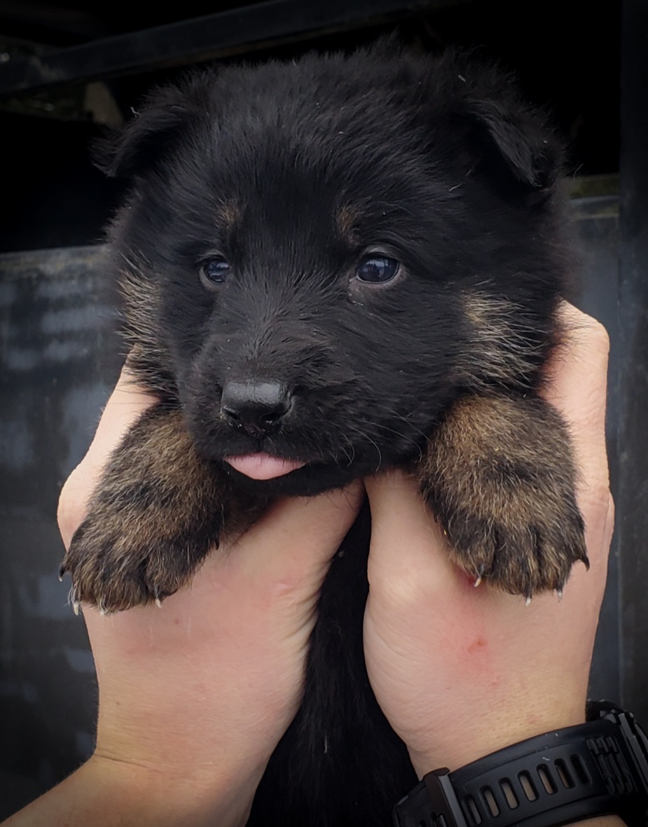 Photo of German shepherd puppies!