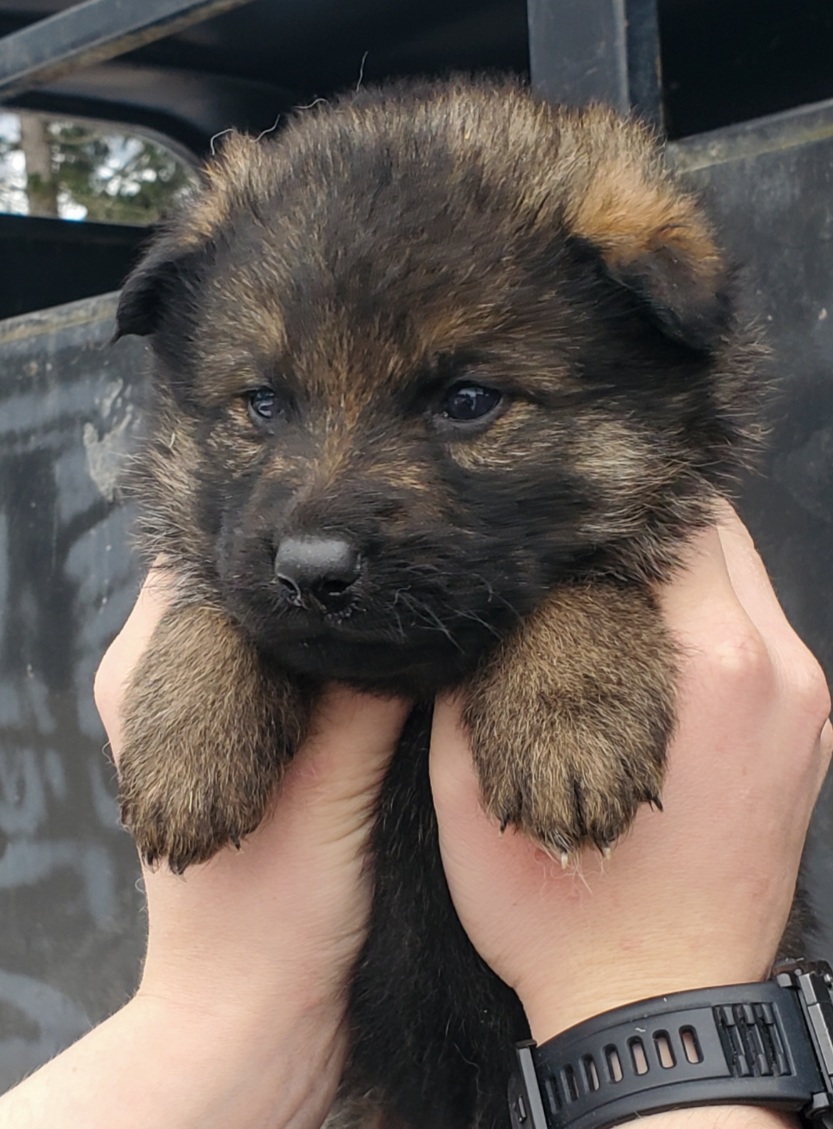 German shepherd puppies! - 10 - 1764617655732_Screenshot_20251201-115201_Lightroom