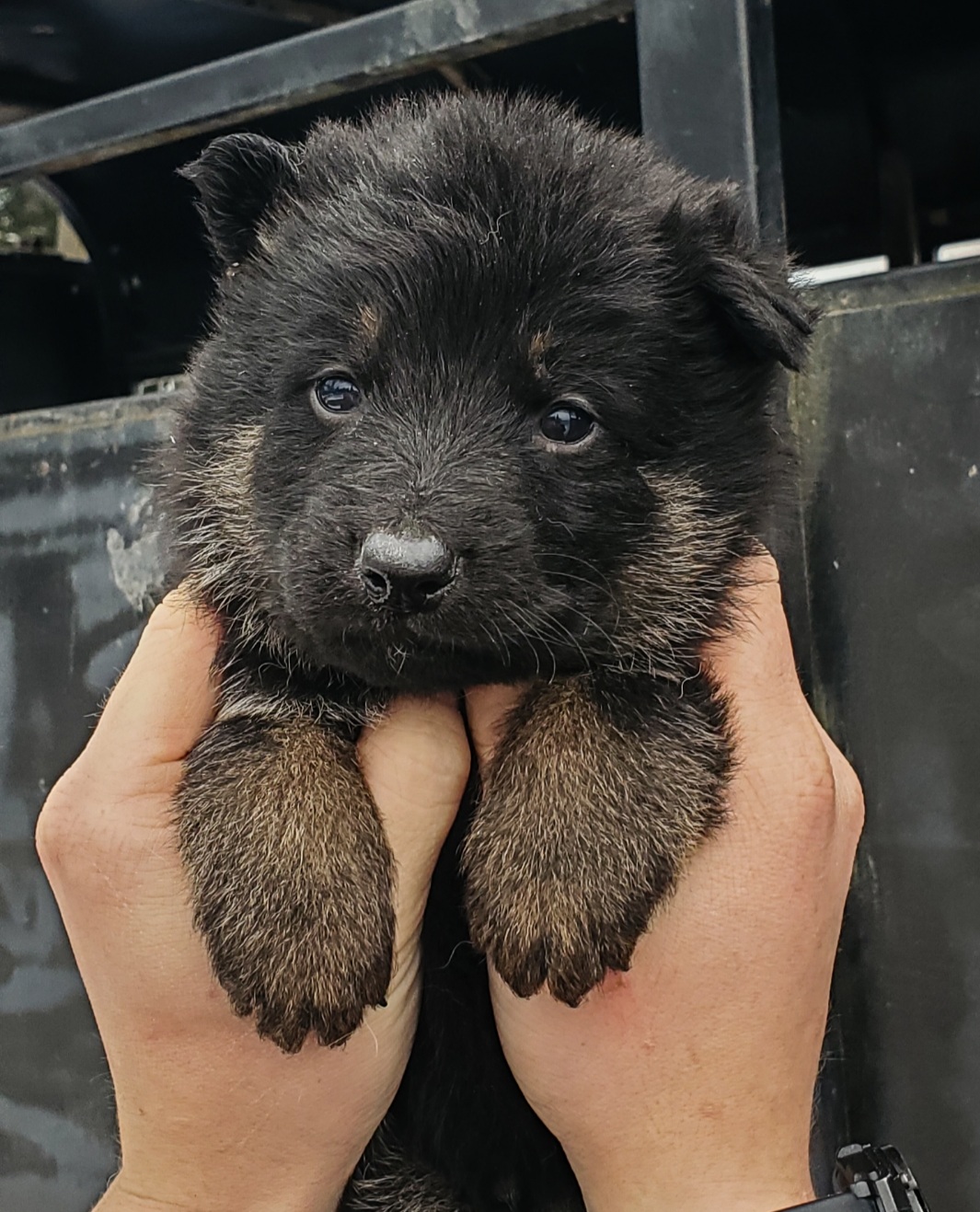 German shepherd puppies! - 2 - 1764617655732_Screenshot_20251201-115312_Lightroom