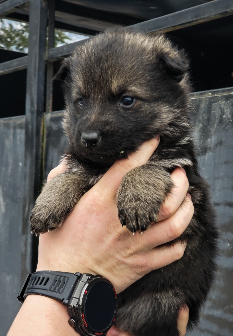 German shepherd puppies! - 5 - 1764617655732_Screenshot_20251201-115342_Lightroom
