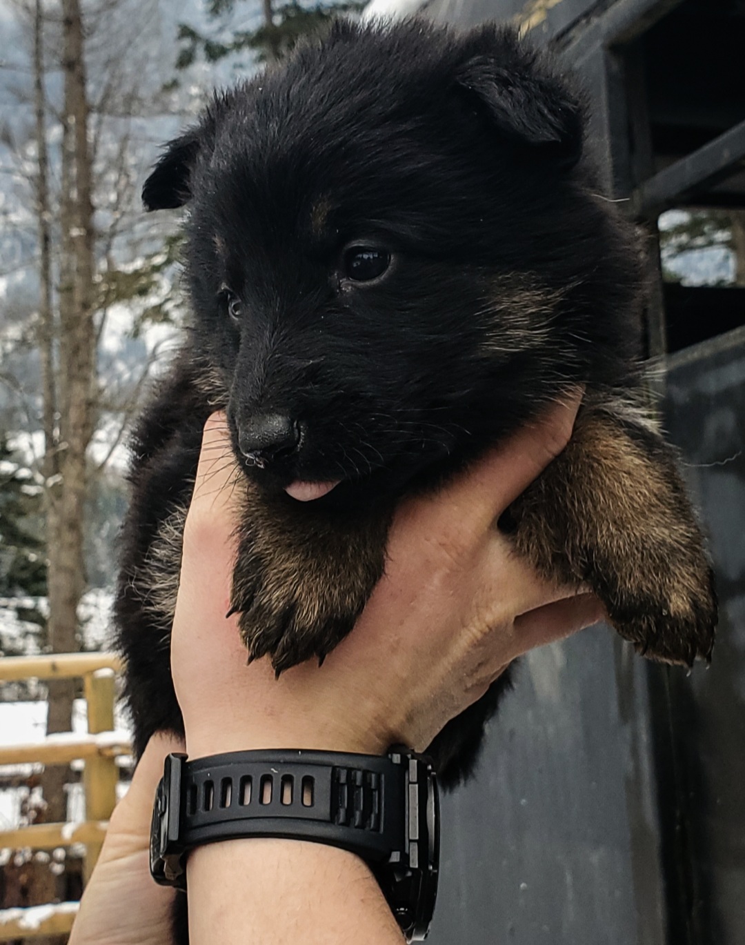 German shepherd puppies! - 6 - 1764617655732_Screenshot_20251201-115422_Lightroom