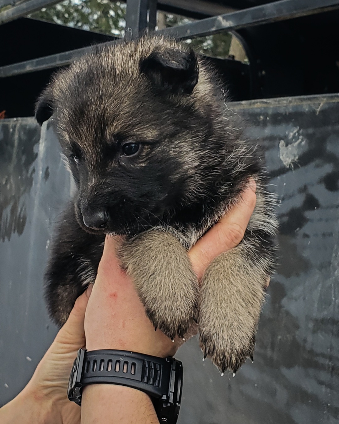 German shepherd puppies! - 7 - 1764617655732_Screenshot_20251201-115530_Lightroom