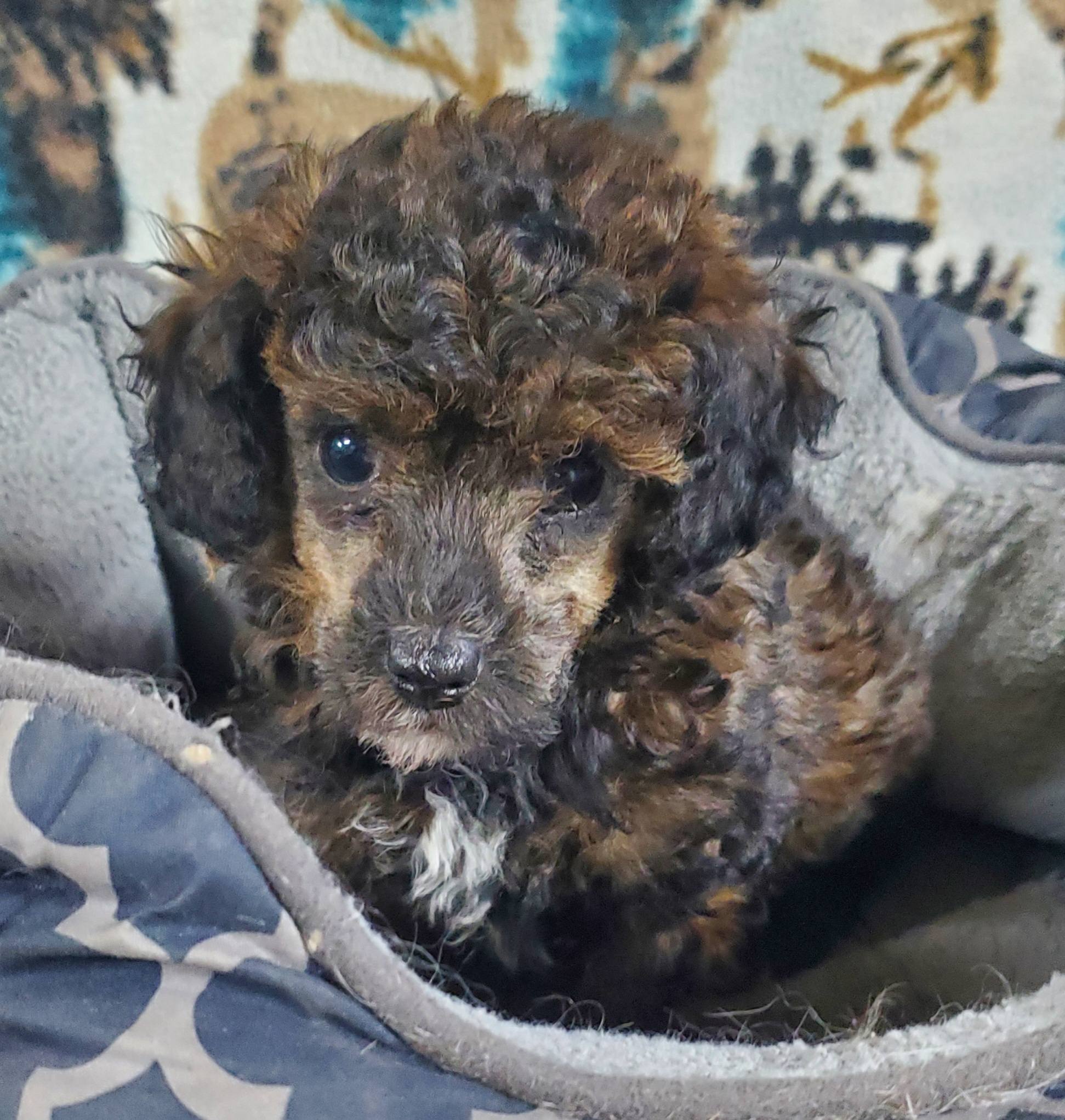 Toy Poodle - 3 - 1764626415006_591738001_25674161465503158_7322503033920023407_n