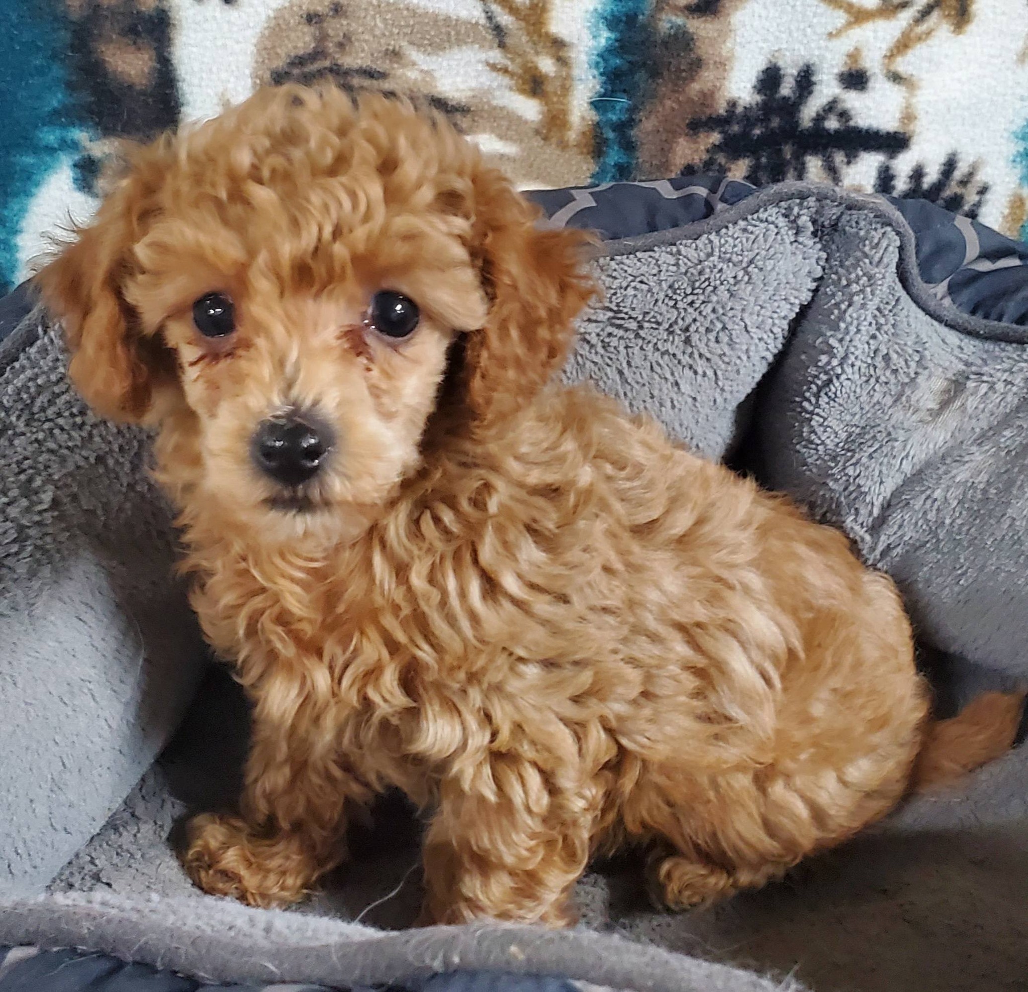 Photo of Toy Poodle