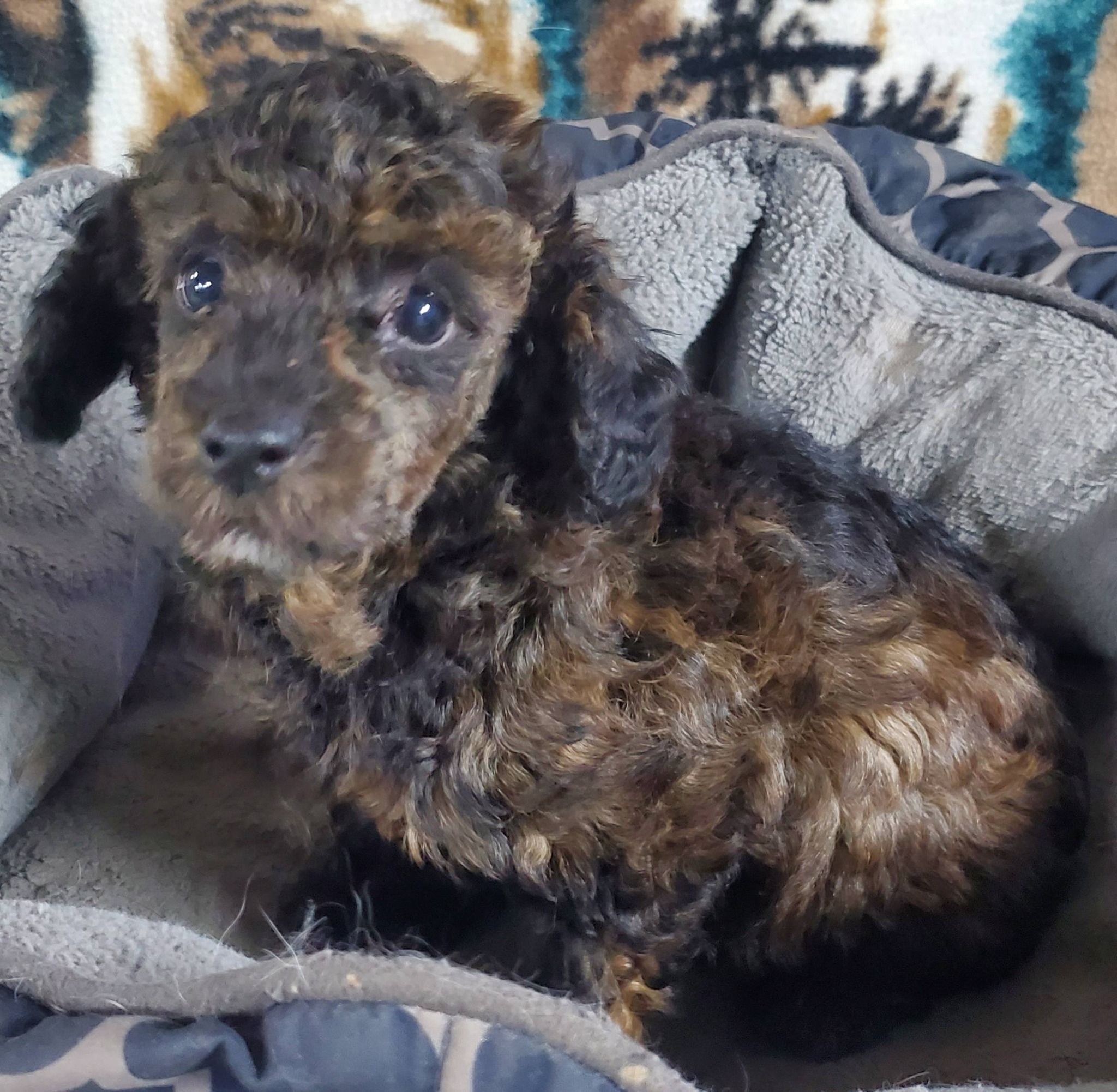 Toy Poodle - 2 - 1764626415436_591316095_25674161805503124_5554739675570190759_n