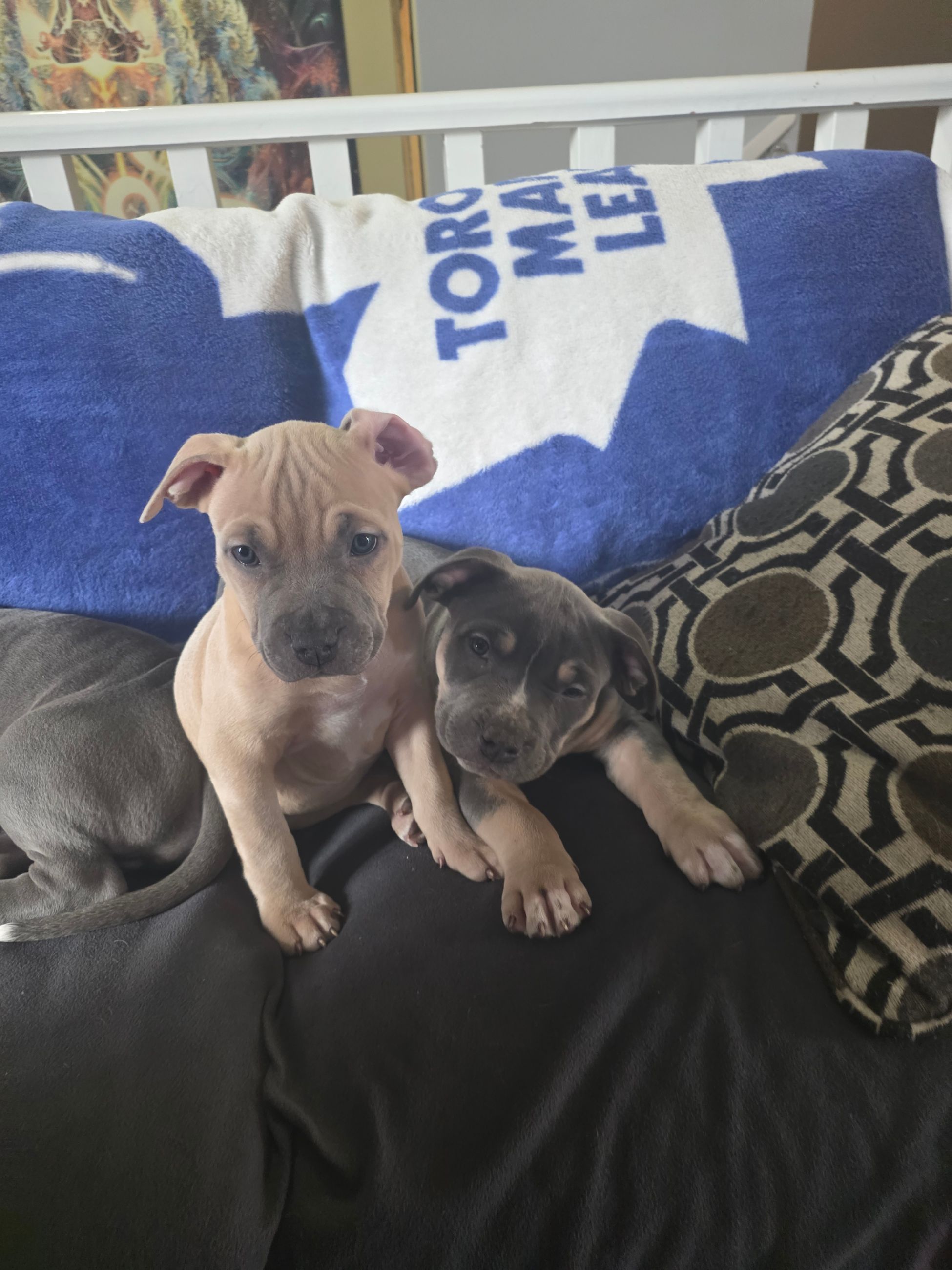 American Bully puppies  - 5 - 1764677288895_1000002444