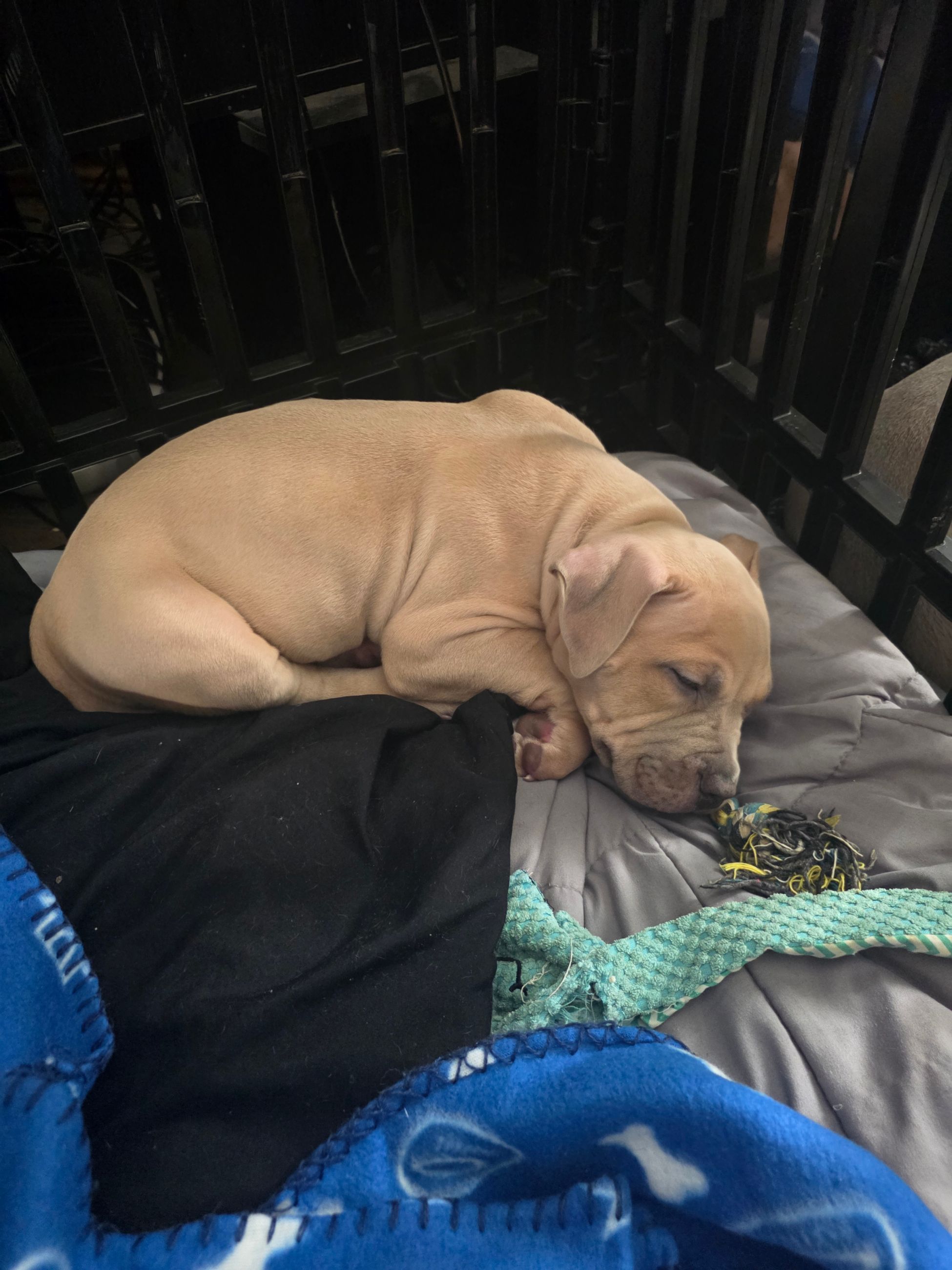 American Bully puppies  - 12 - 1764677288911_1000002384