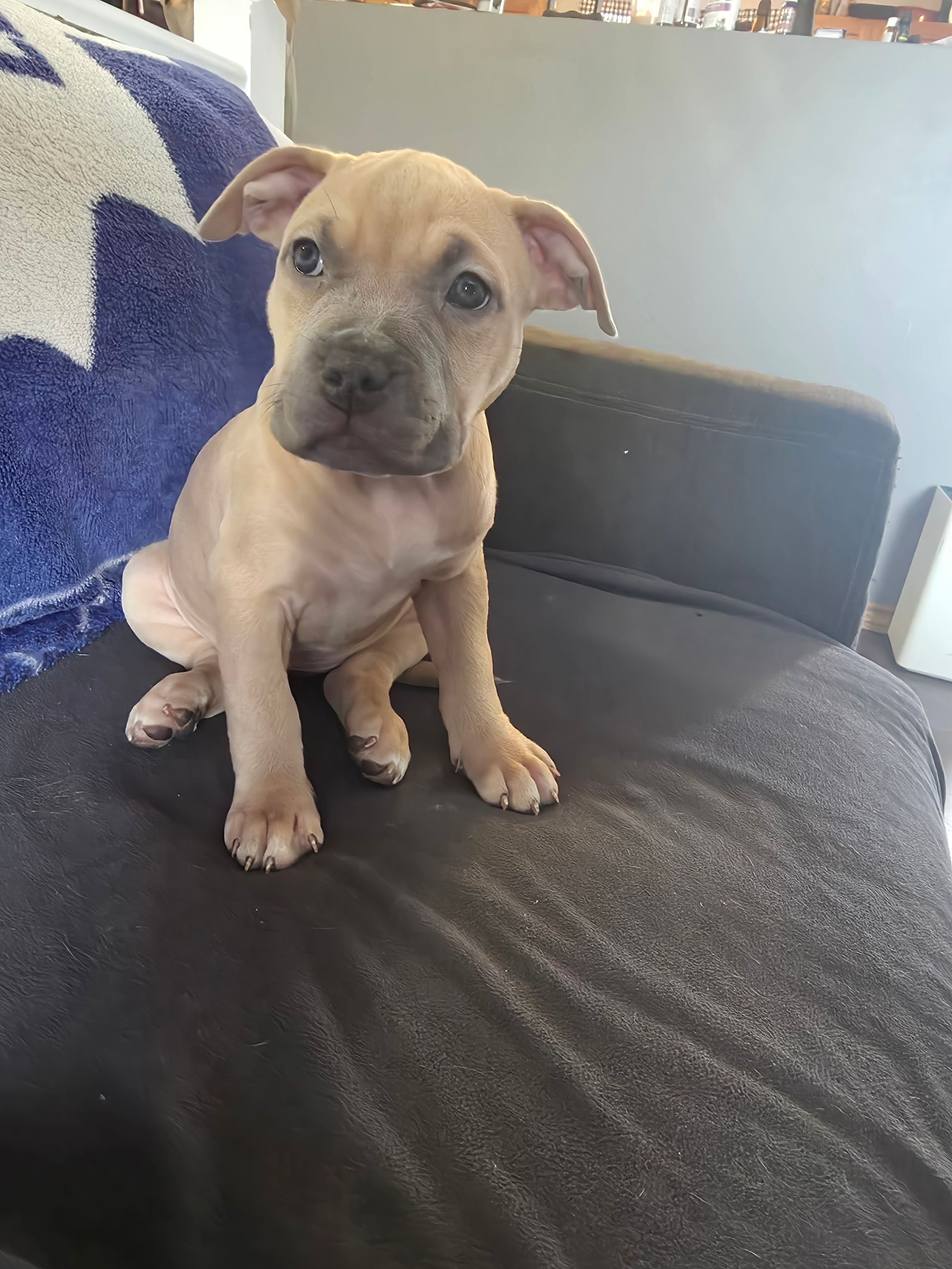 American Bully puppies  - 10 - 1764677288911_1000002401