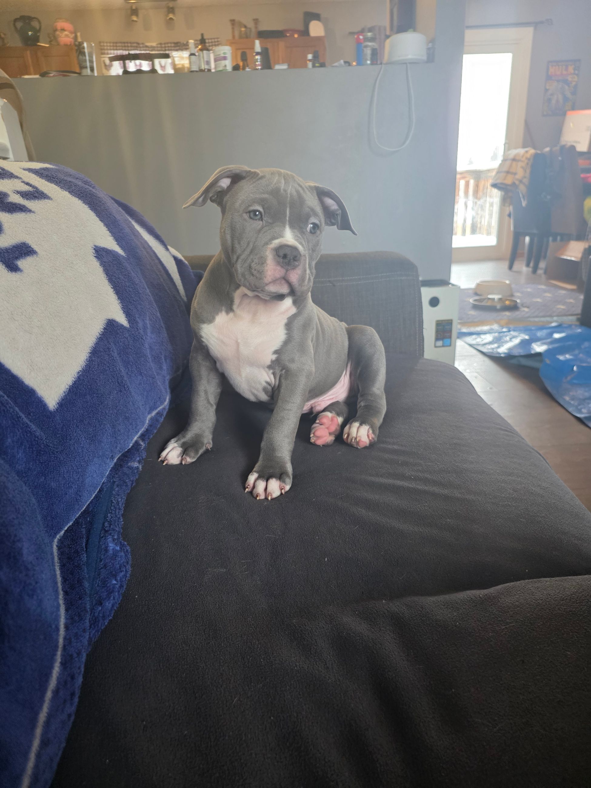 American Bully puppies  - 8 - 1764677288935_1000002411