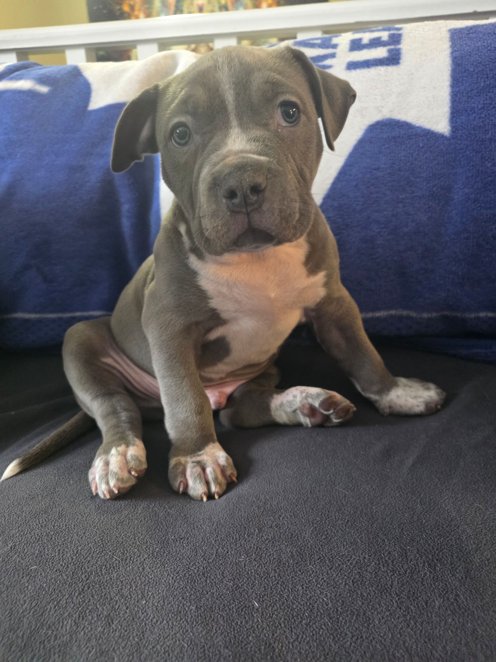 American Bully puppies  - 11 - 1764677288967_1000002388