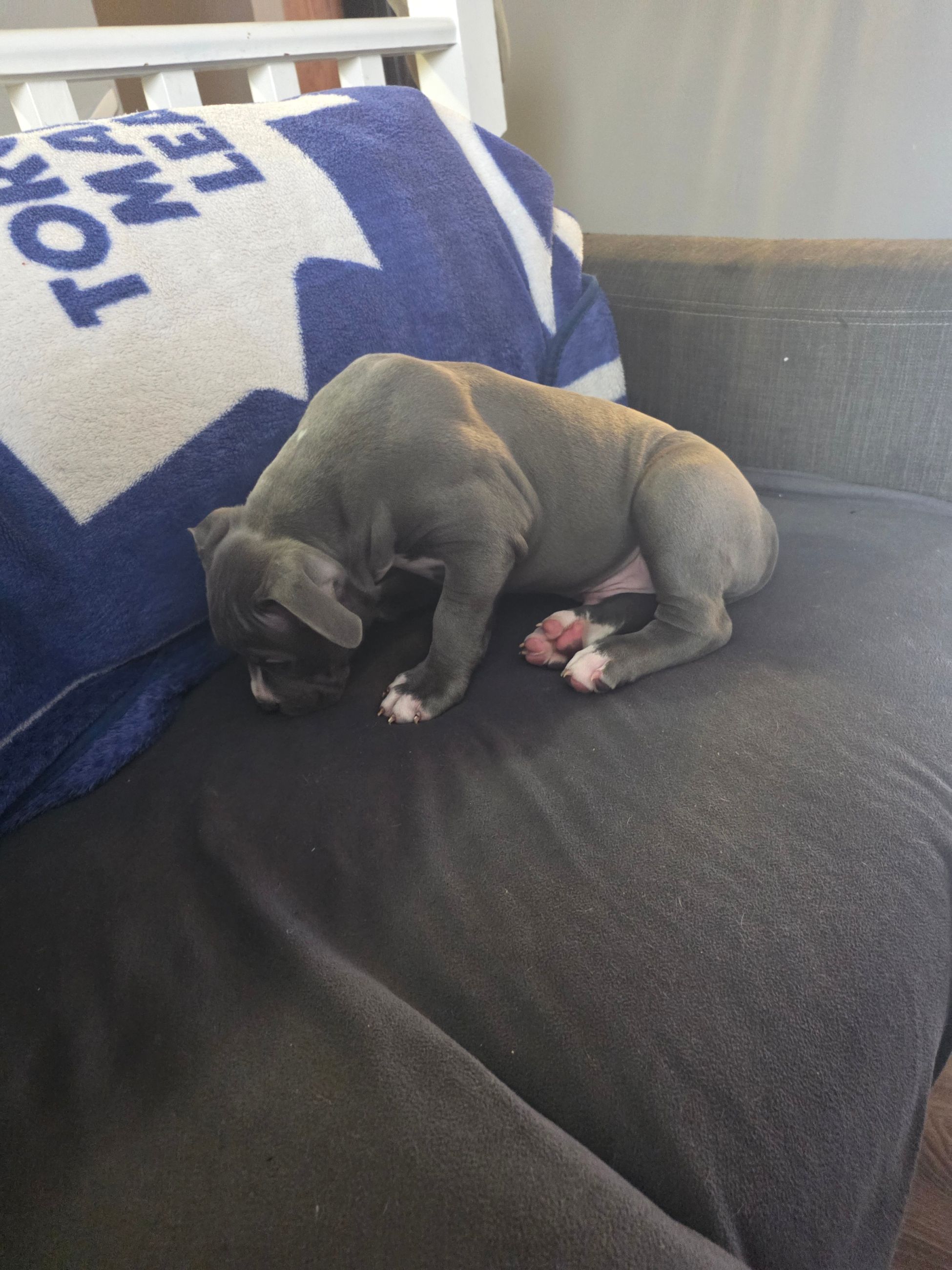 American Bully puppies  - 9 - 1764677288967_1000002414