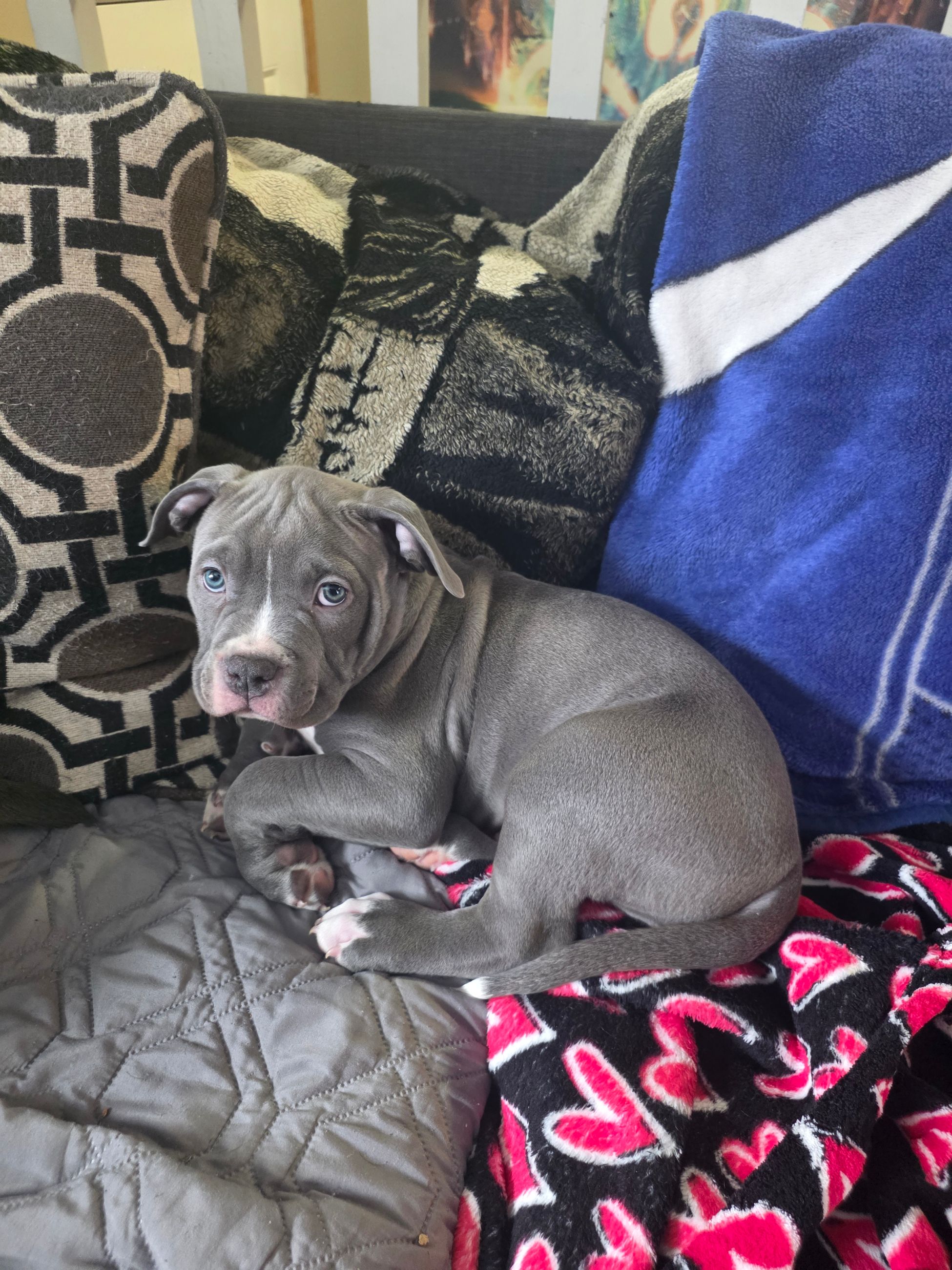 American Bully puppies  - 7 - 1764677288967_1000002417