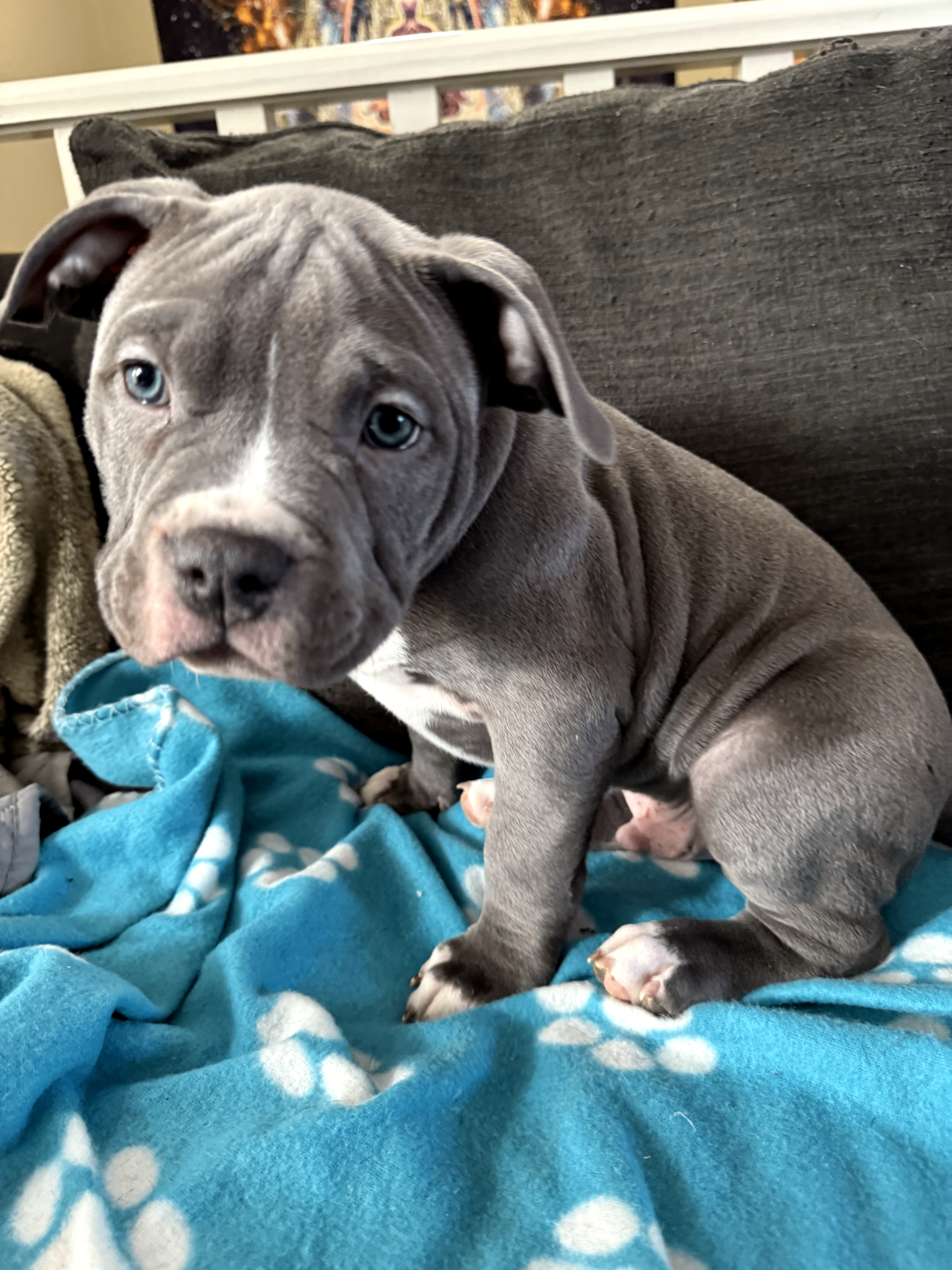 American Bully puppies  - 2 - 1764677307311_1000002481